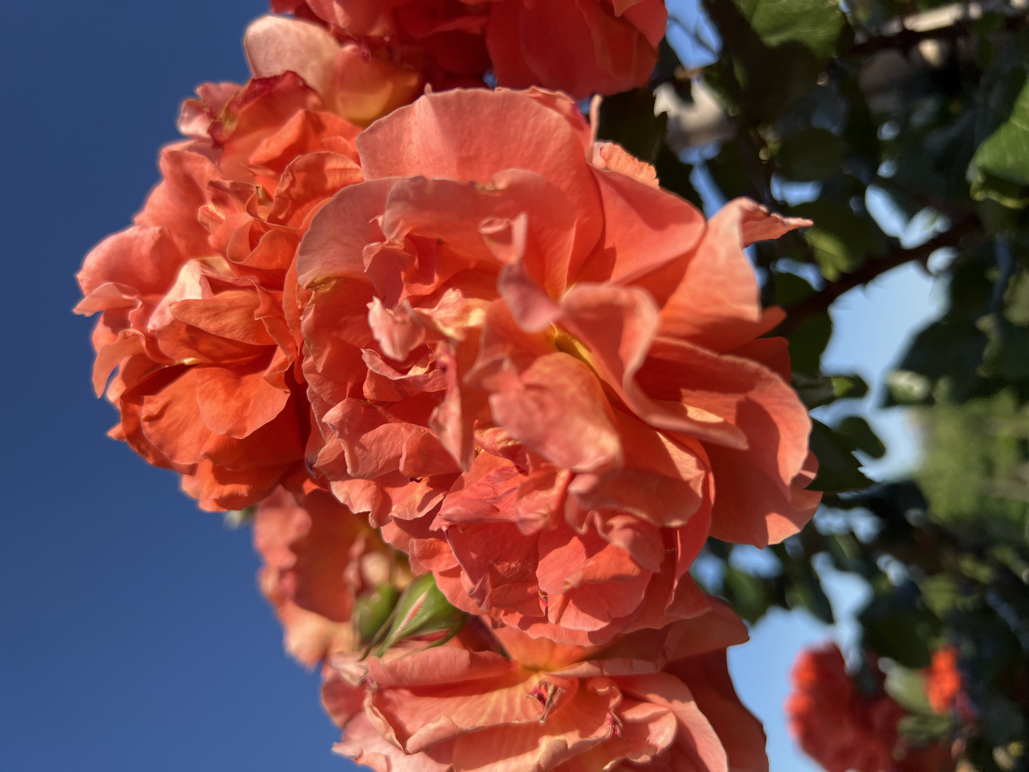 Woman enjoys afternoon rose garden visit in Krasnodar park