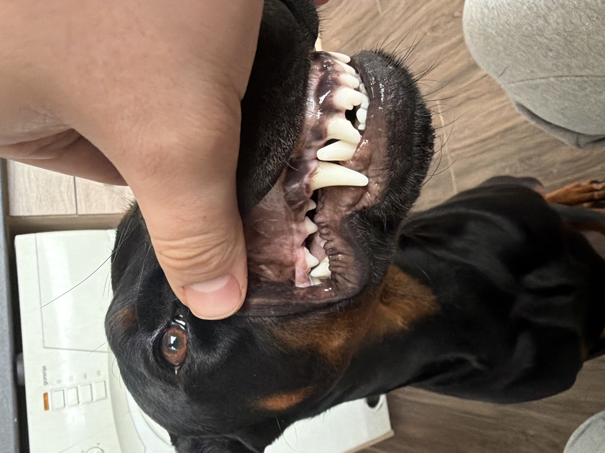 Sofia resident shares motivational posts alongside Doberman photos