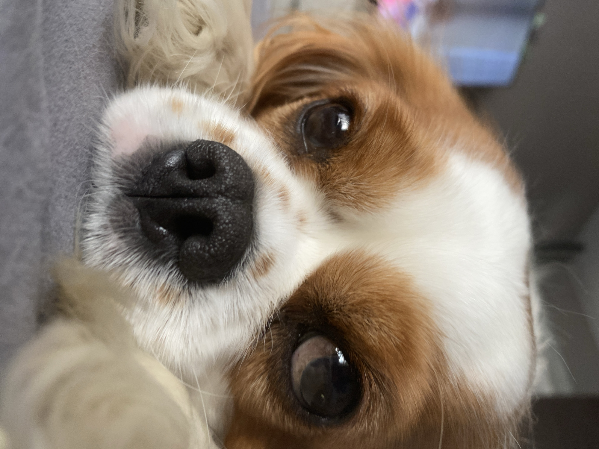 Cavalier King Charles Spaniel documented in quiet domestic moments
