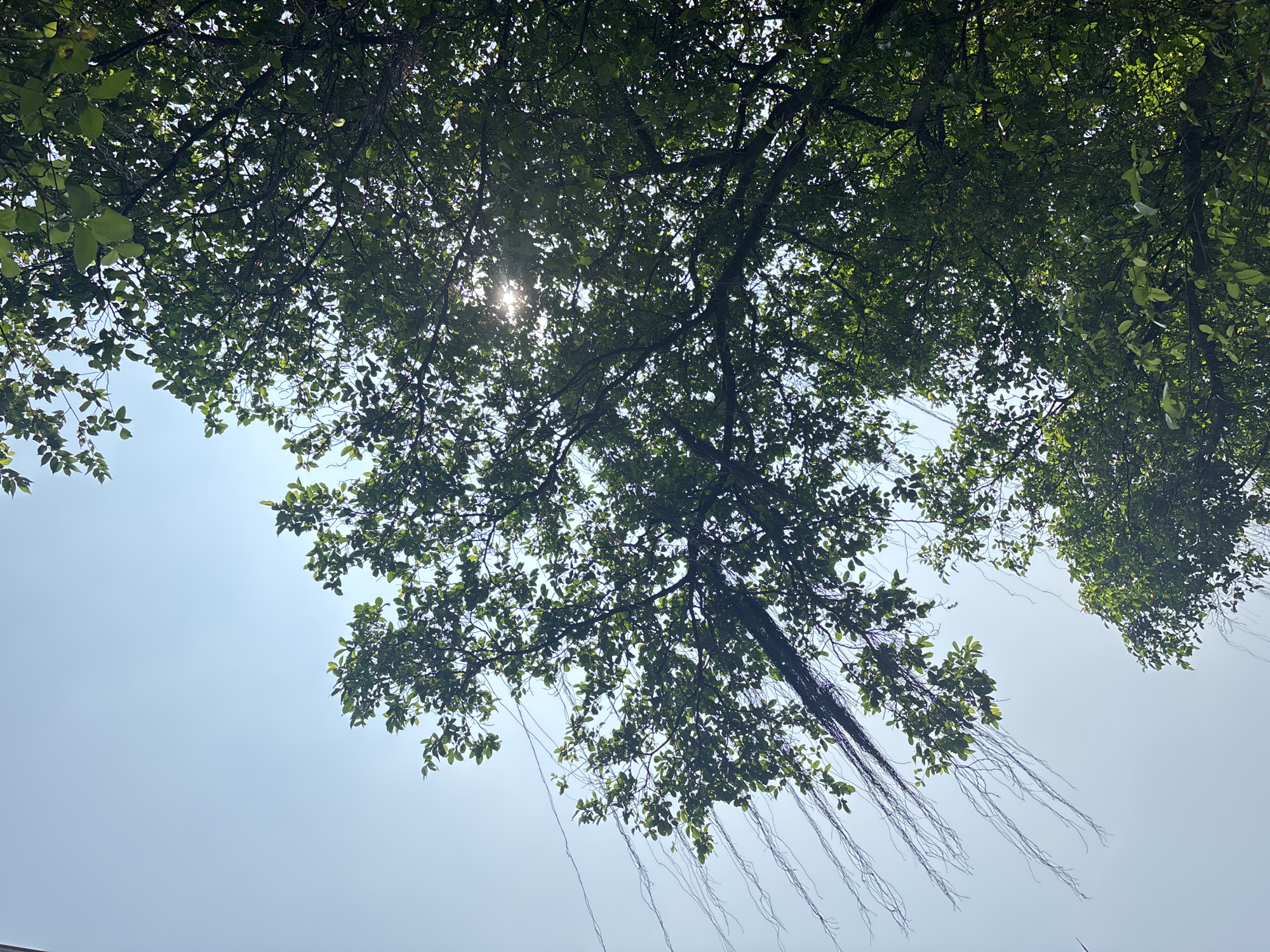 Morning tree canopy with aerial roots observed in Central Jakarta