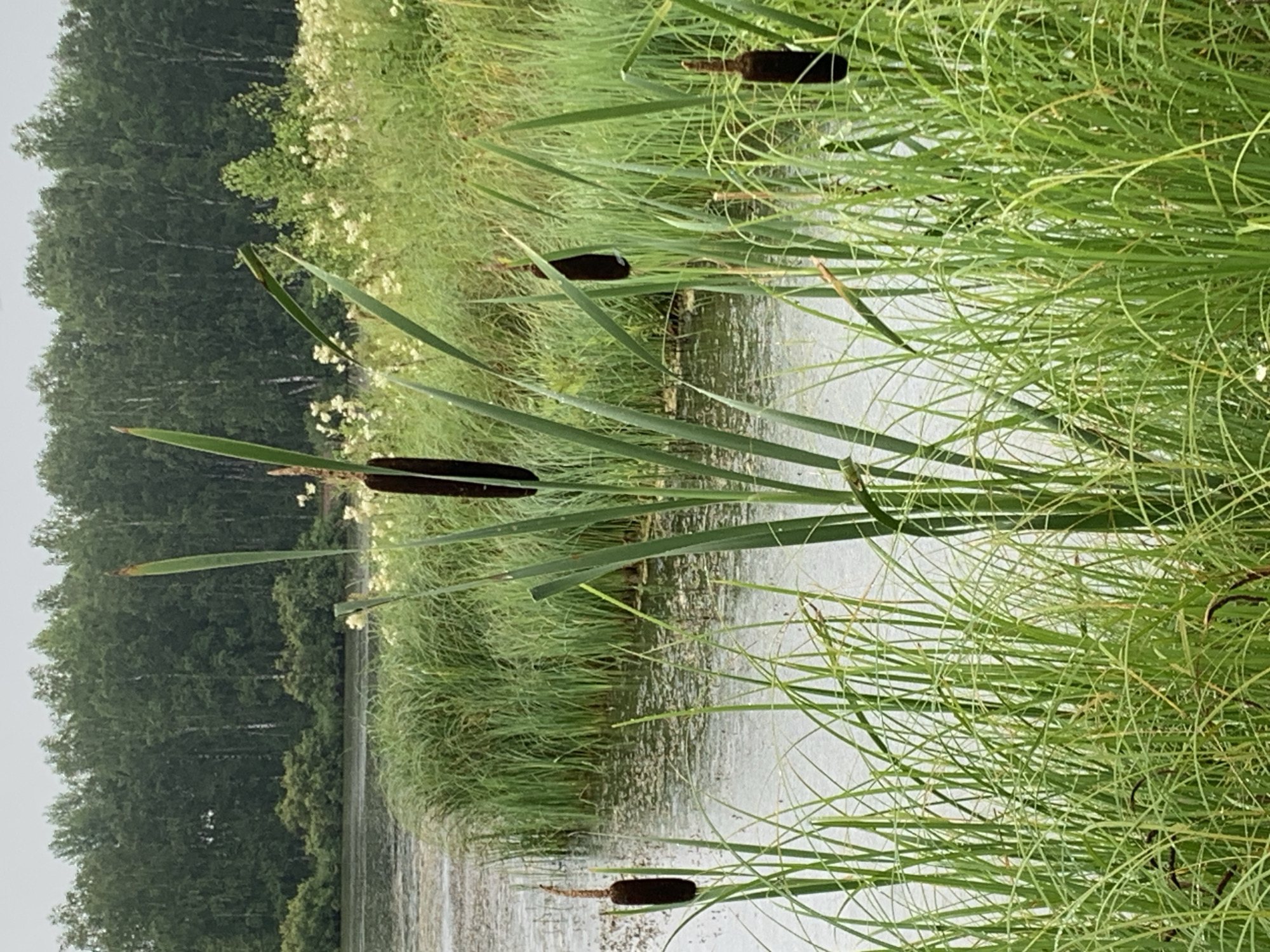 Ponds, cattails, and summer meadows in rural Siberia