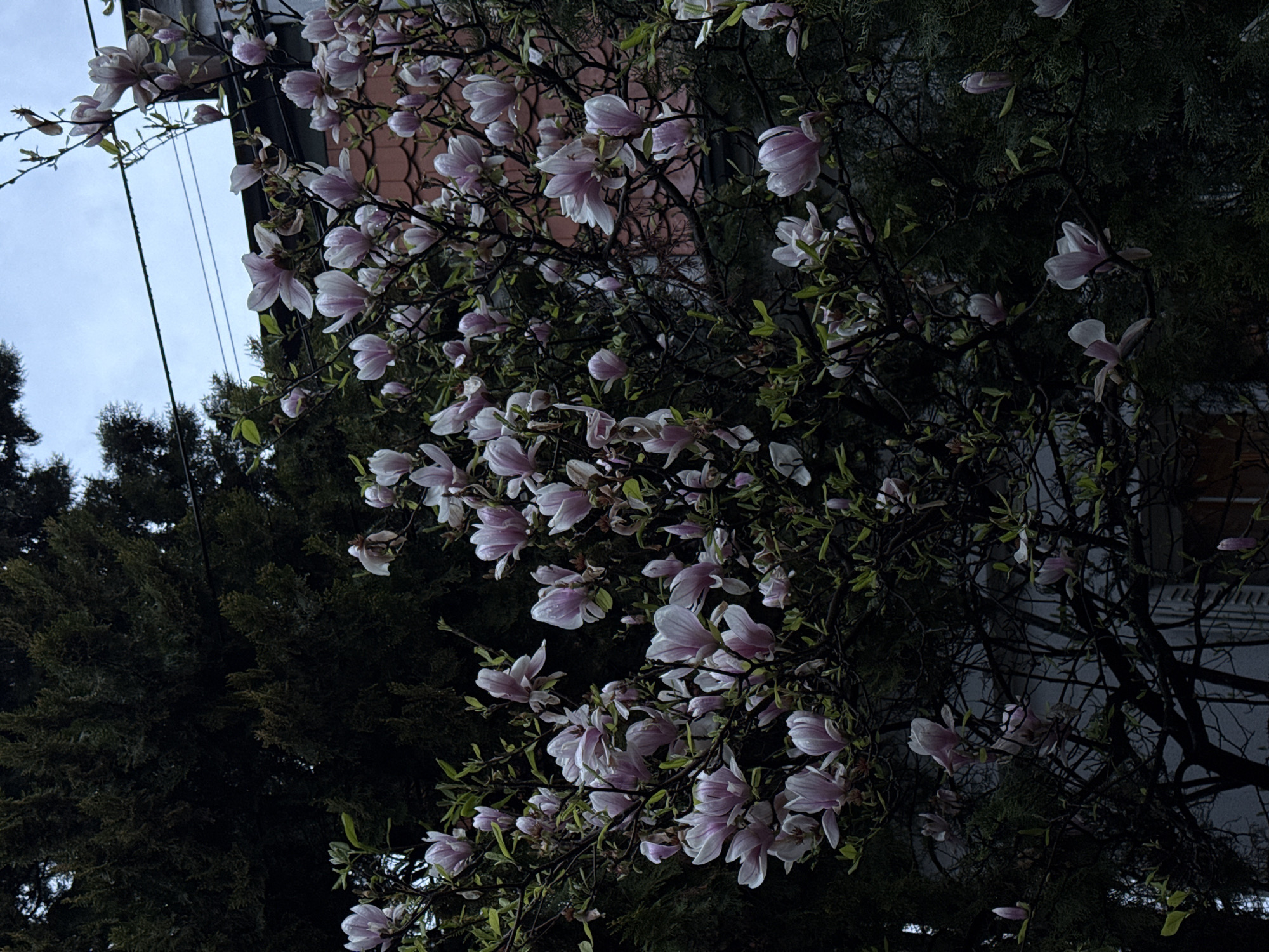 Magnolia tree blooms in Belgrade suburb
