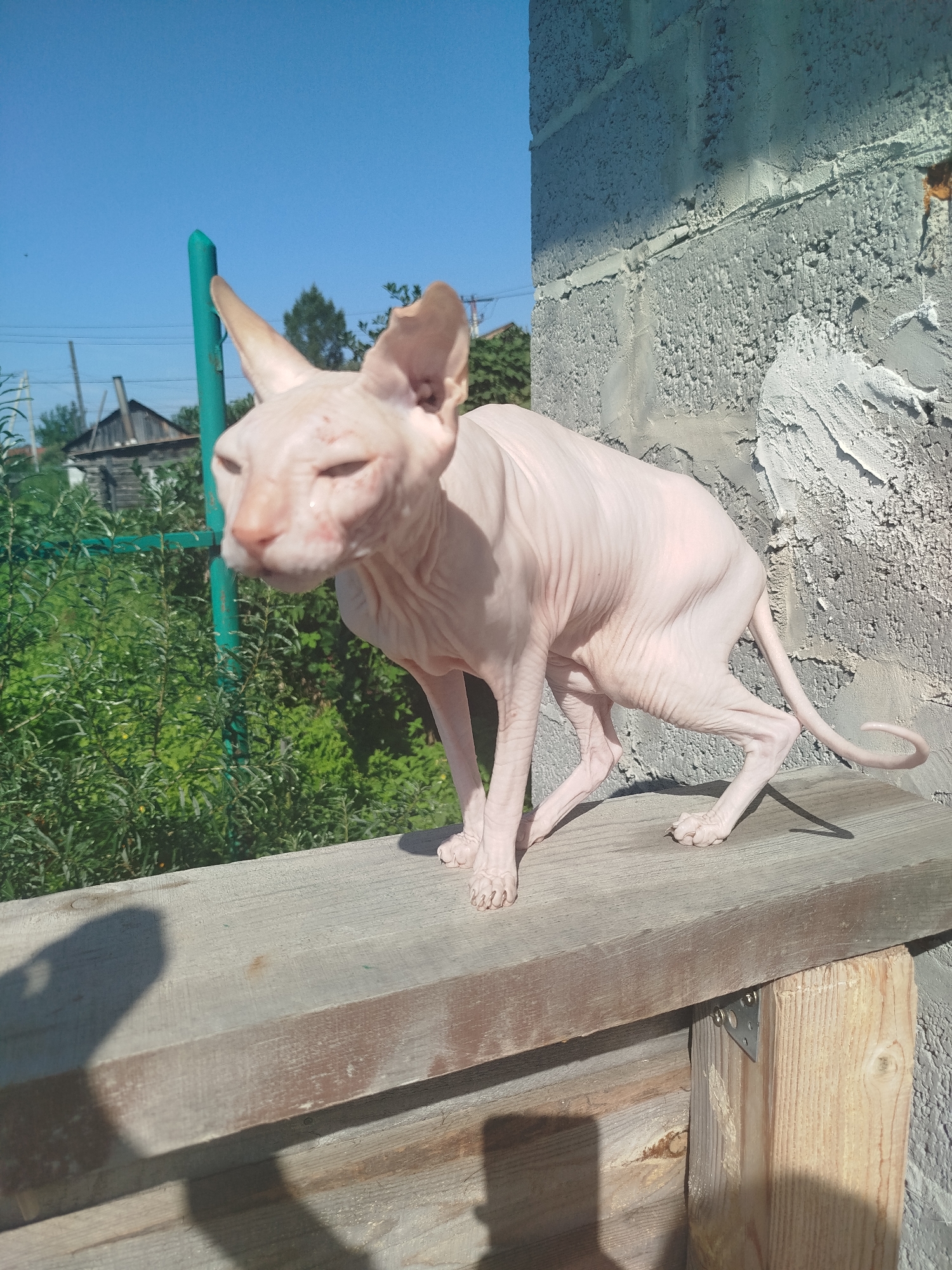 Sphynx cat soaks up sun outside in Zavodoukovsk