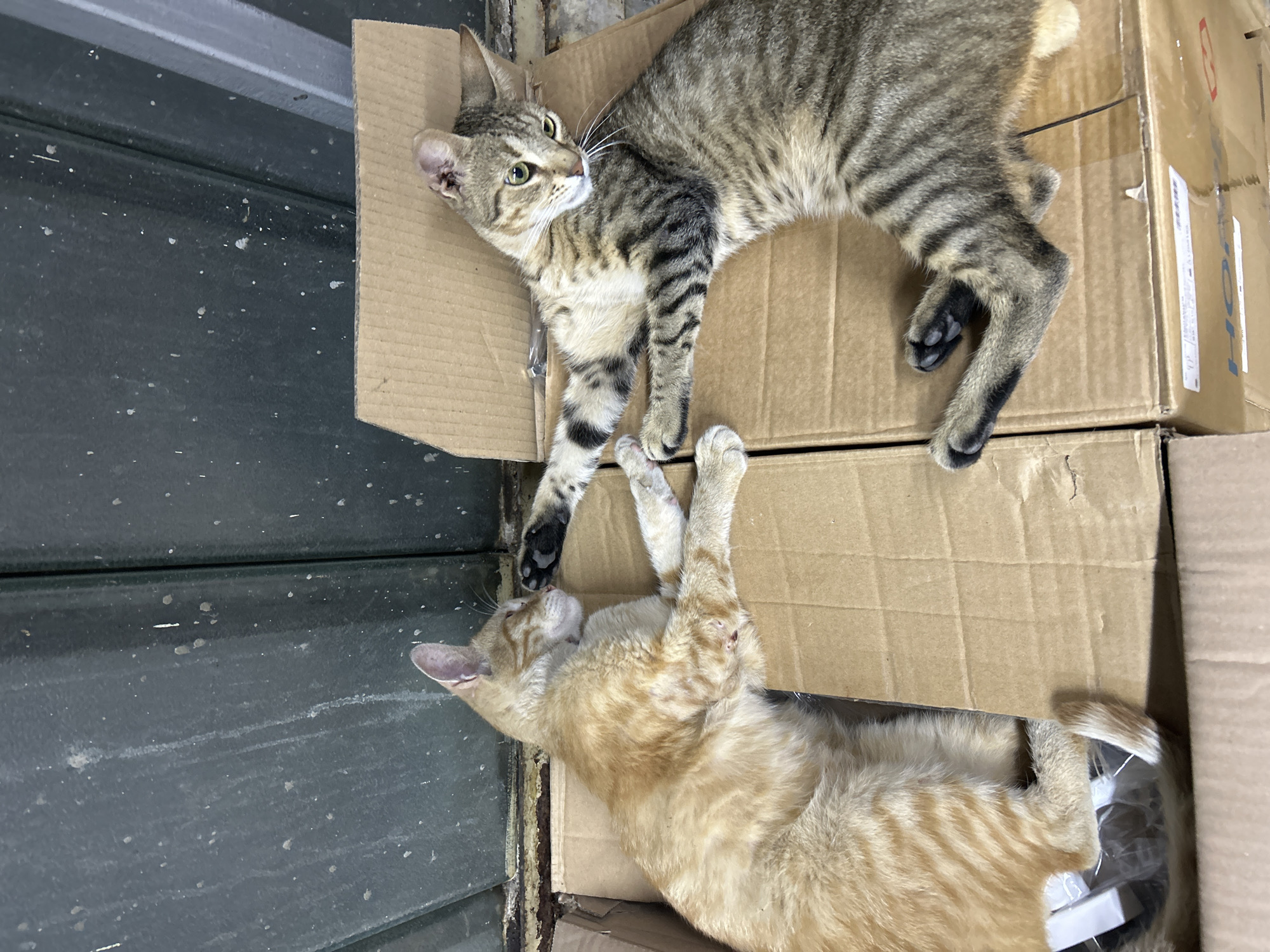 Cats colonize a cardboard box collection in Struma, Bulgaria