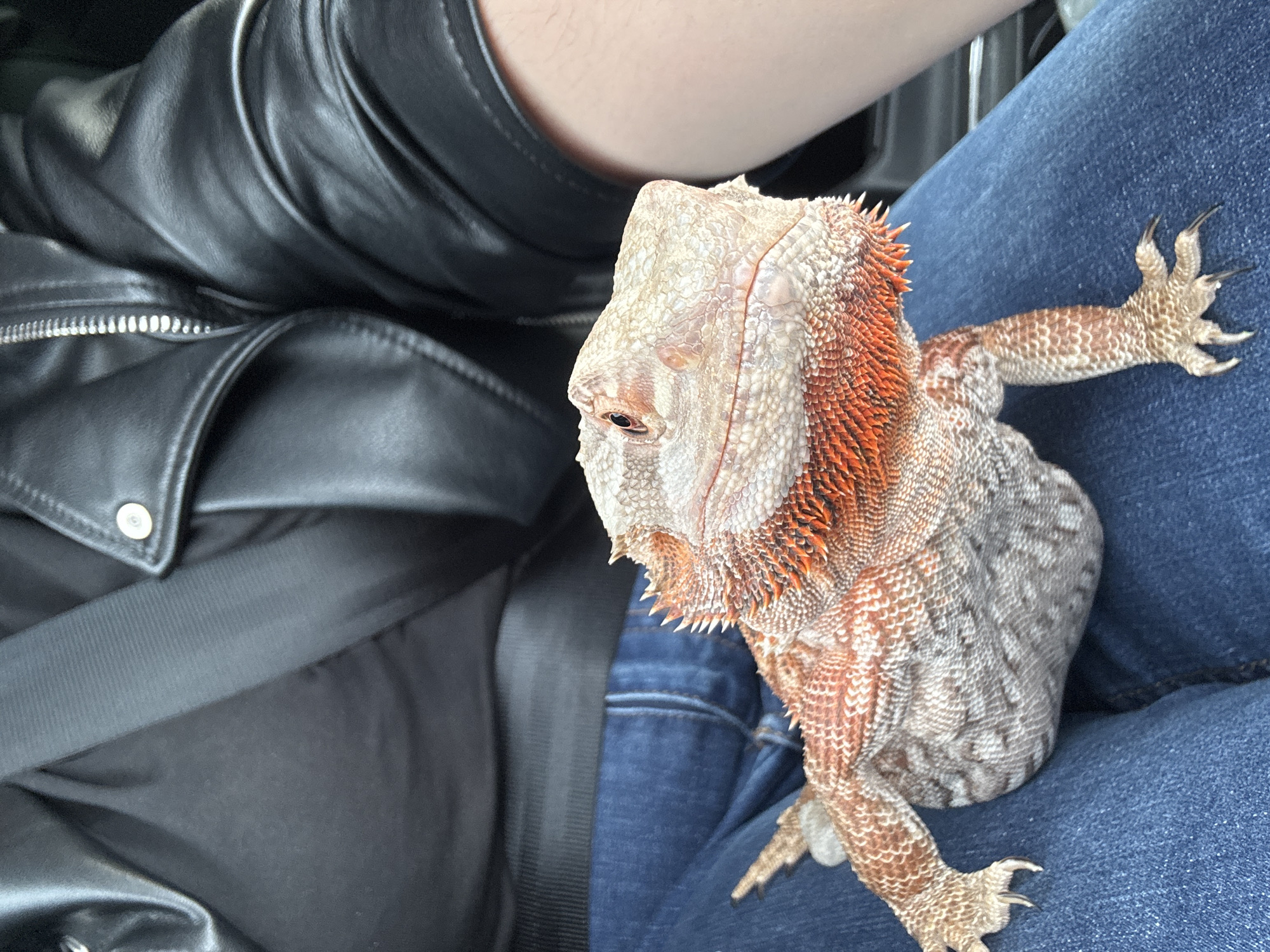 Bearded dragon rides on owner's lap in car