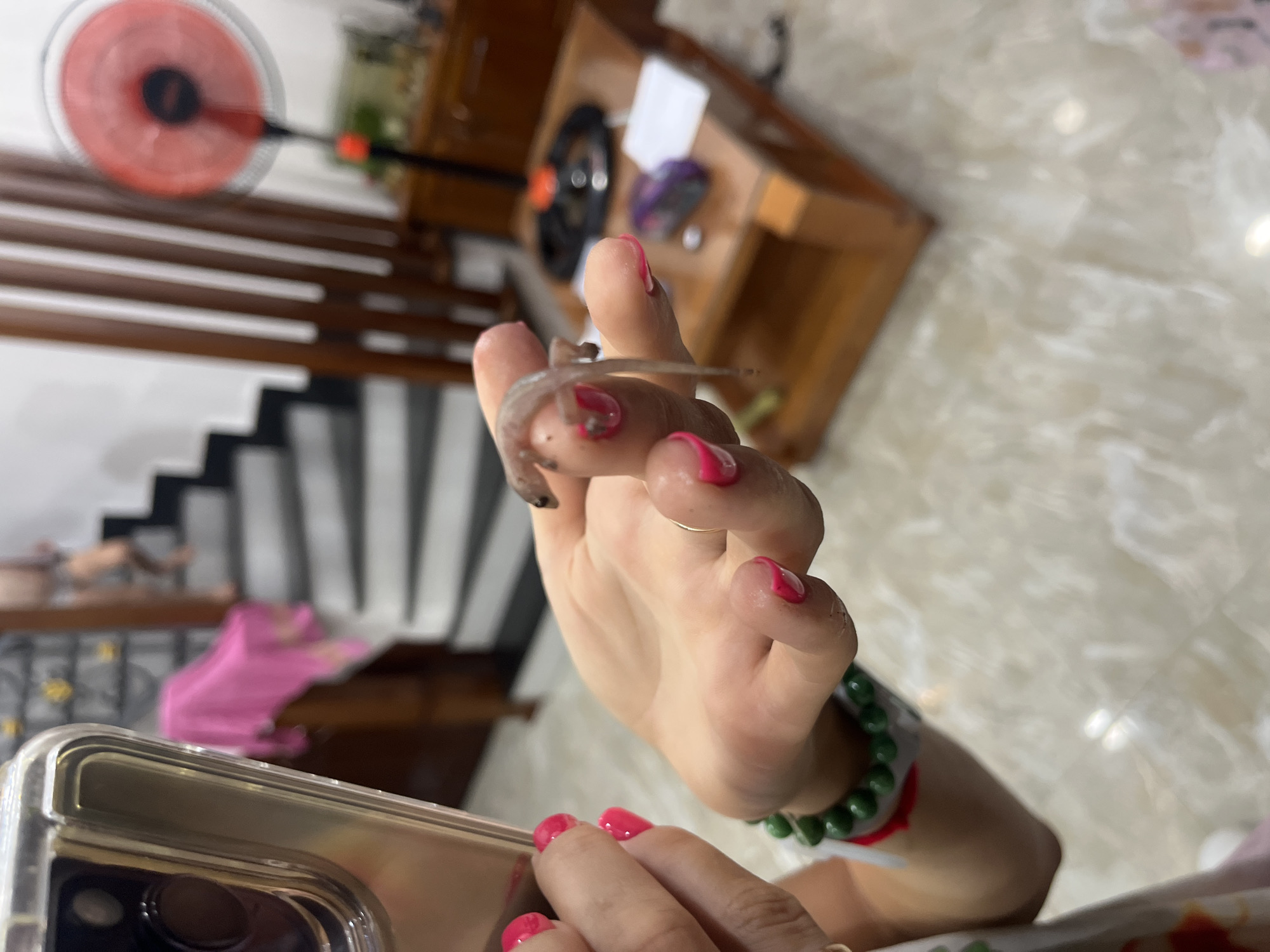 Person handles small gecko in Vietnam coastal ward