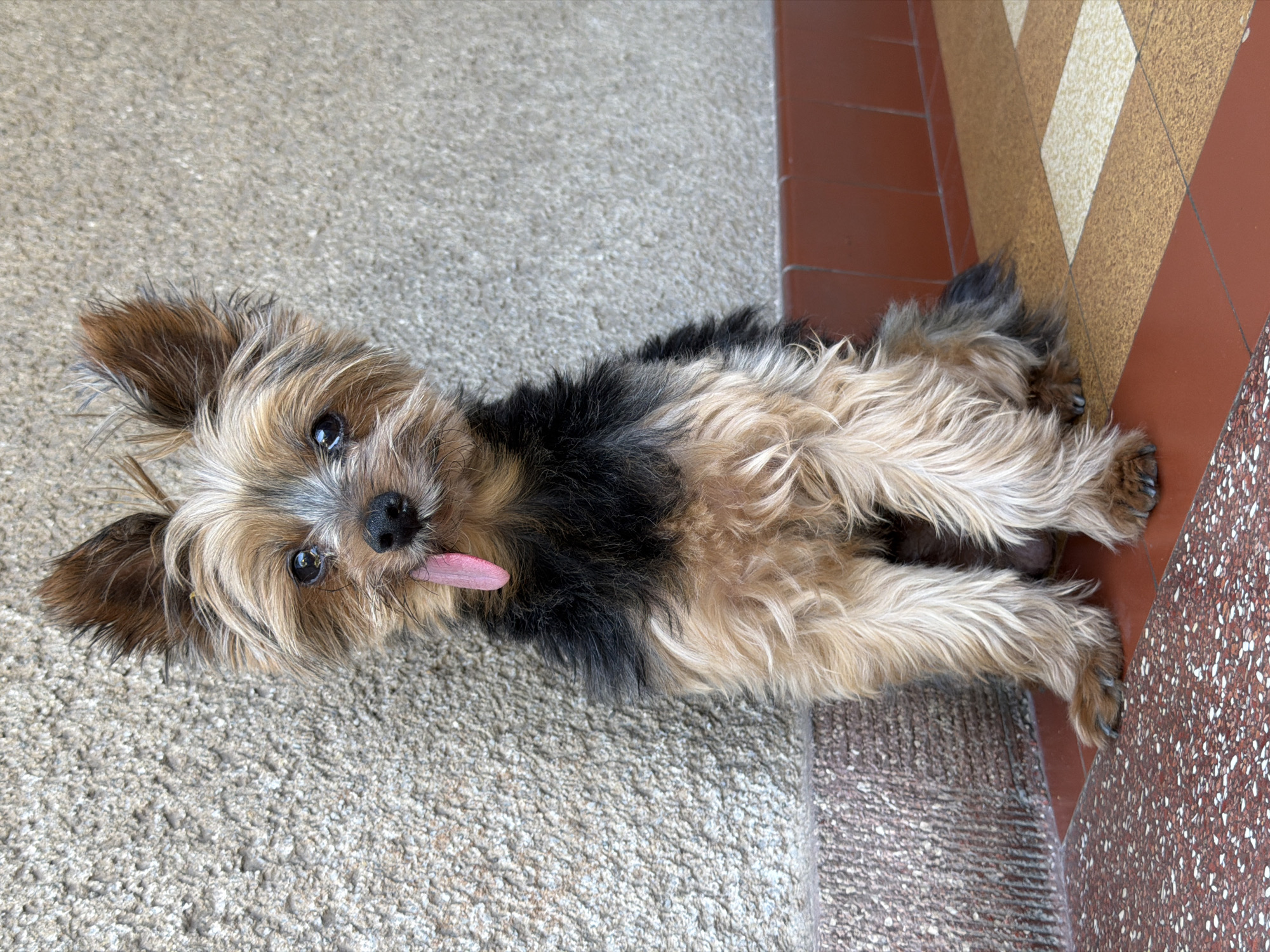 Yorkshire Terrier chilling on a tiled floor in Luxembourg