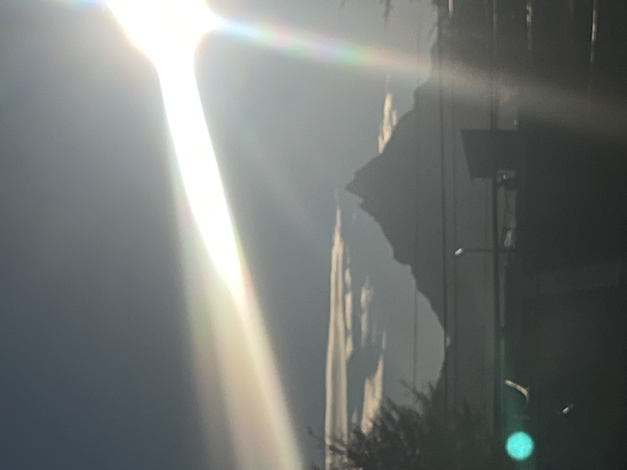 Cat named Chet spotted relaxing in bright Ushuaia sunlight