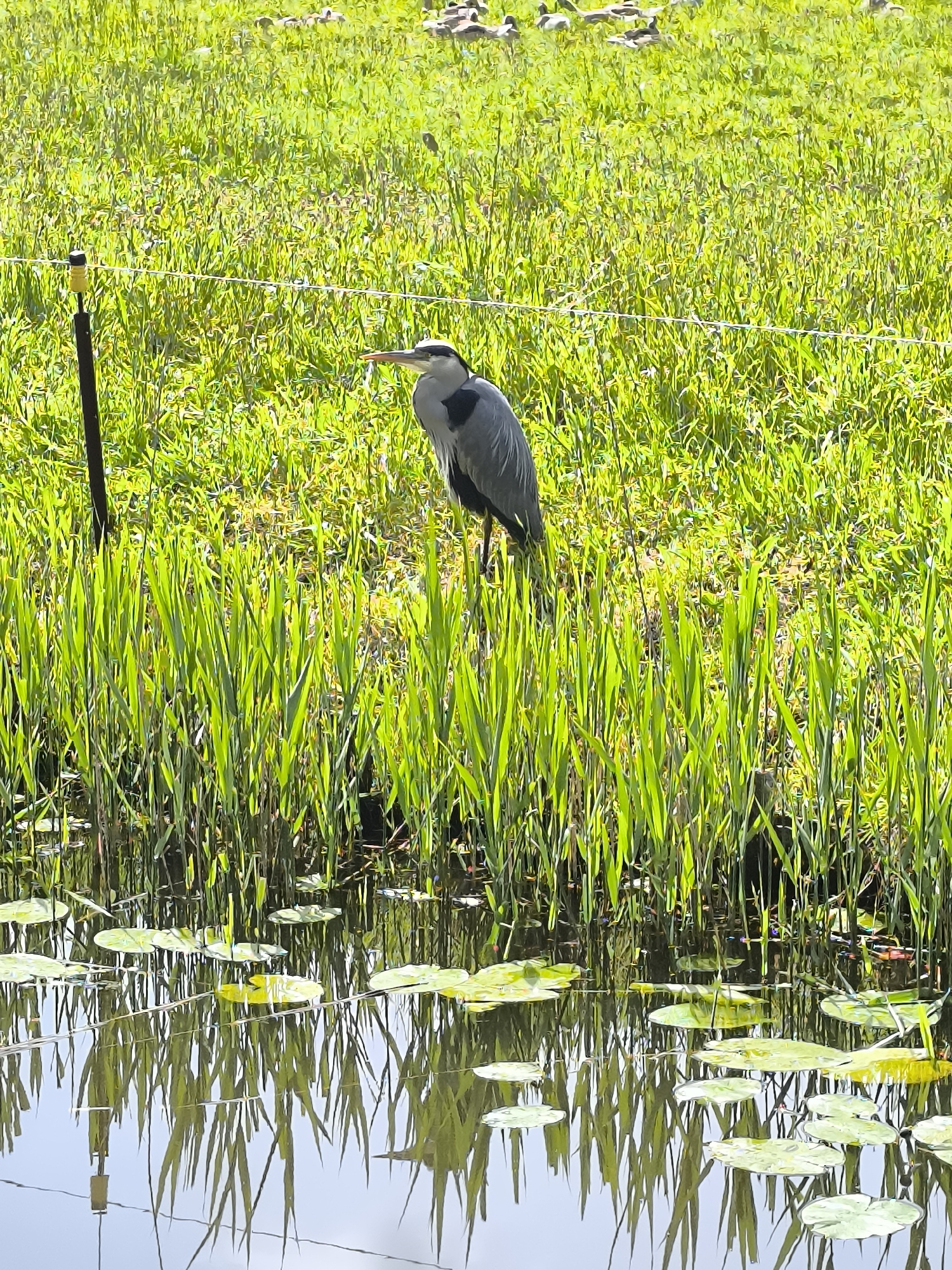Heron and swan observed in Alkmaar pond areas