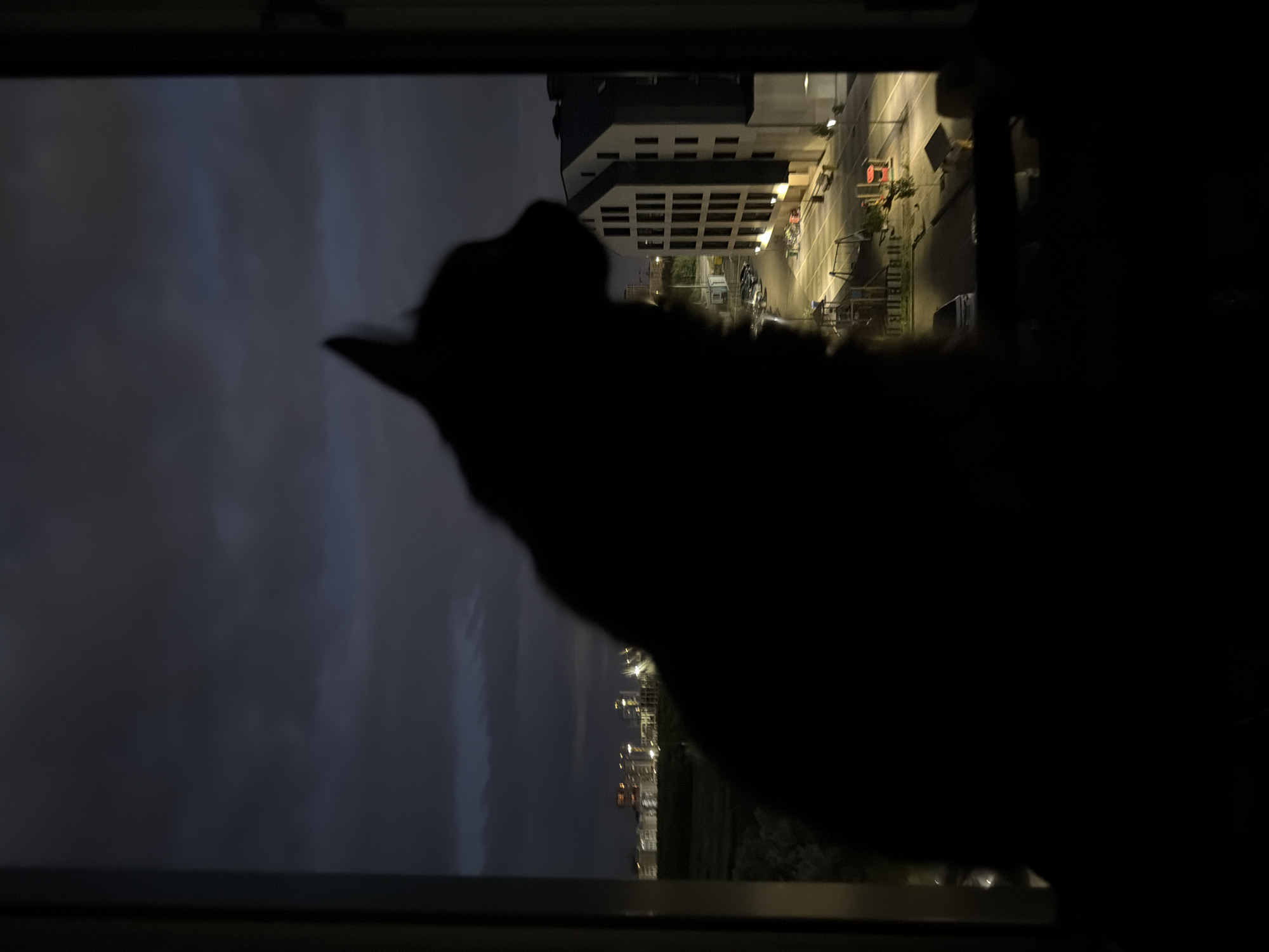 Cat on a windowsill, watching Astana's apartment lights at night
