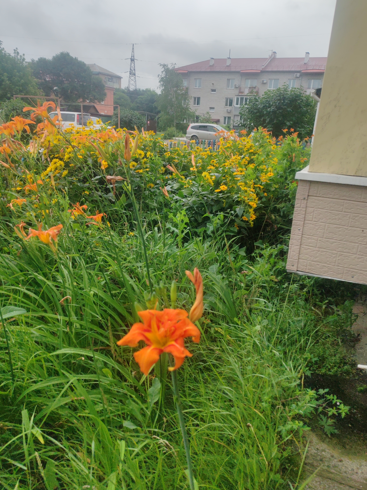 Orange lilies brighten a residential green space in Ussurijsk