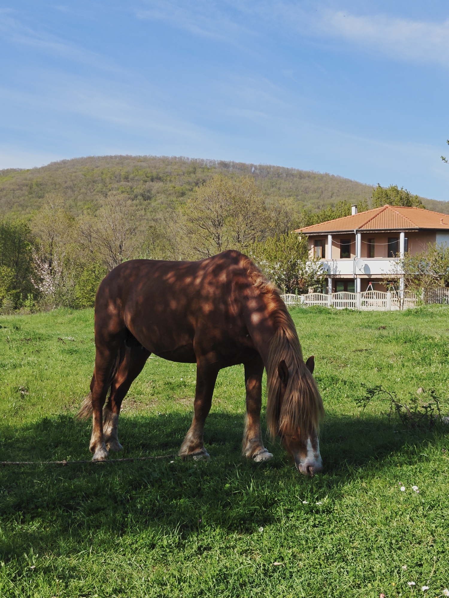 Rural wildlife spotted grazing in Bulgaria countryside