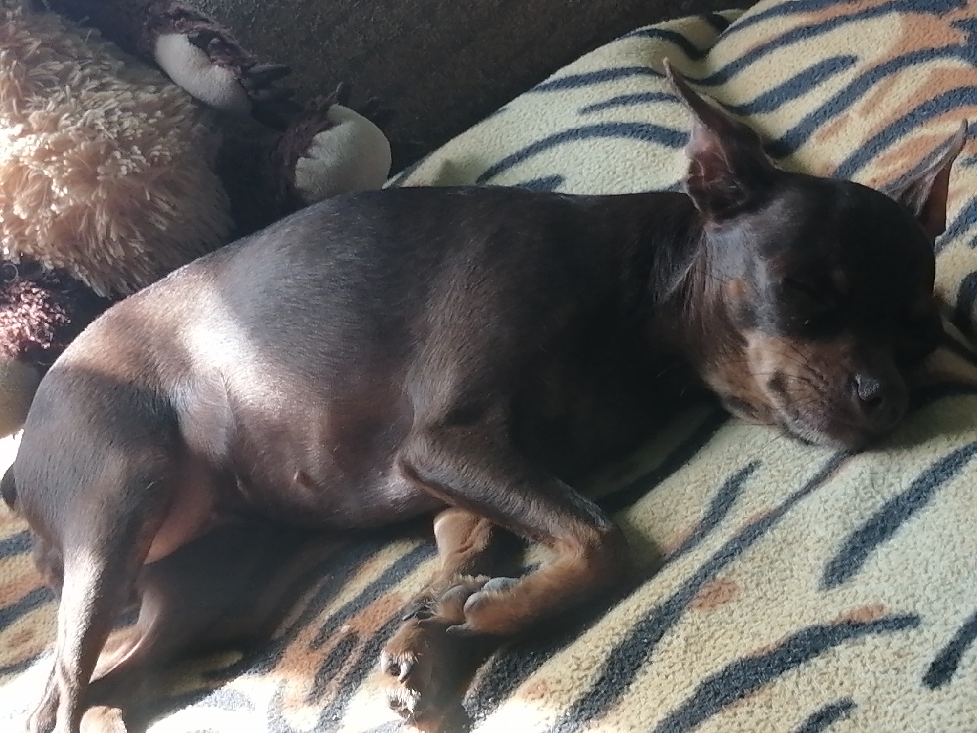 Small dog dozing on a tiger-stripe blanket, Novopokrovka
