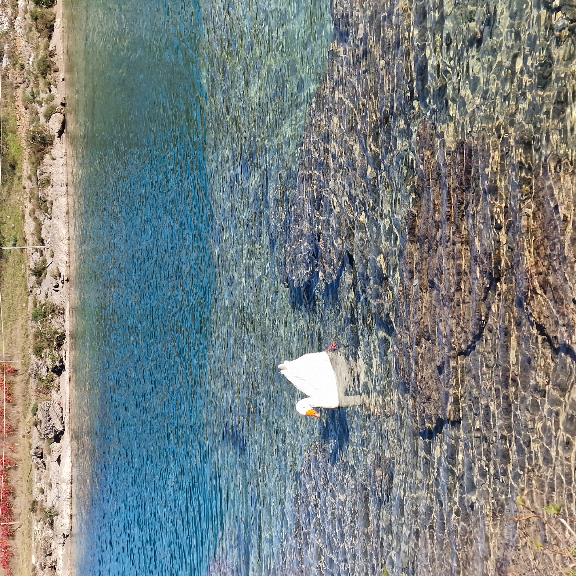 Waterfowl gather in turquoise waters near Podgorica, Montenegro