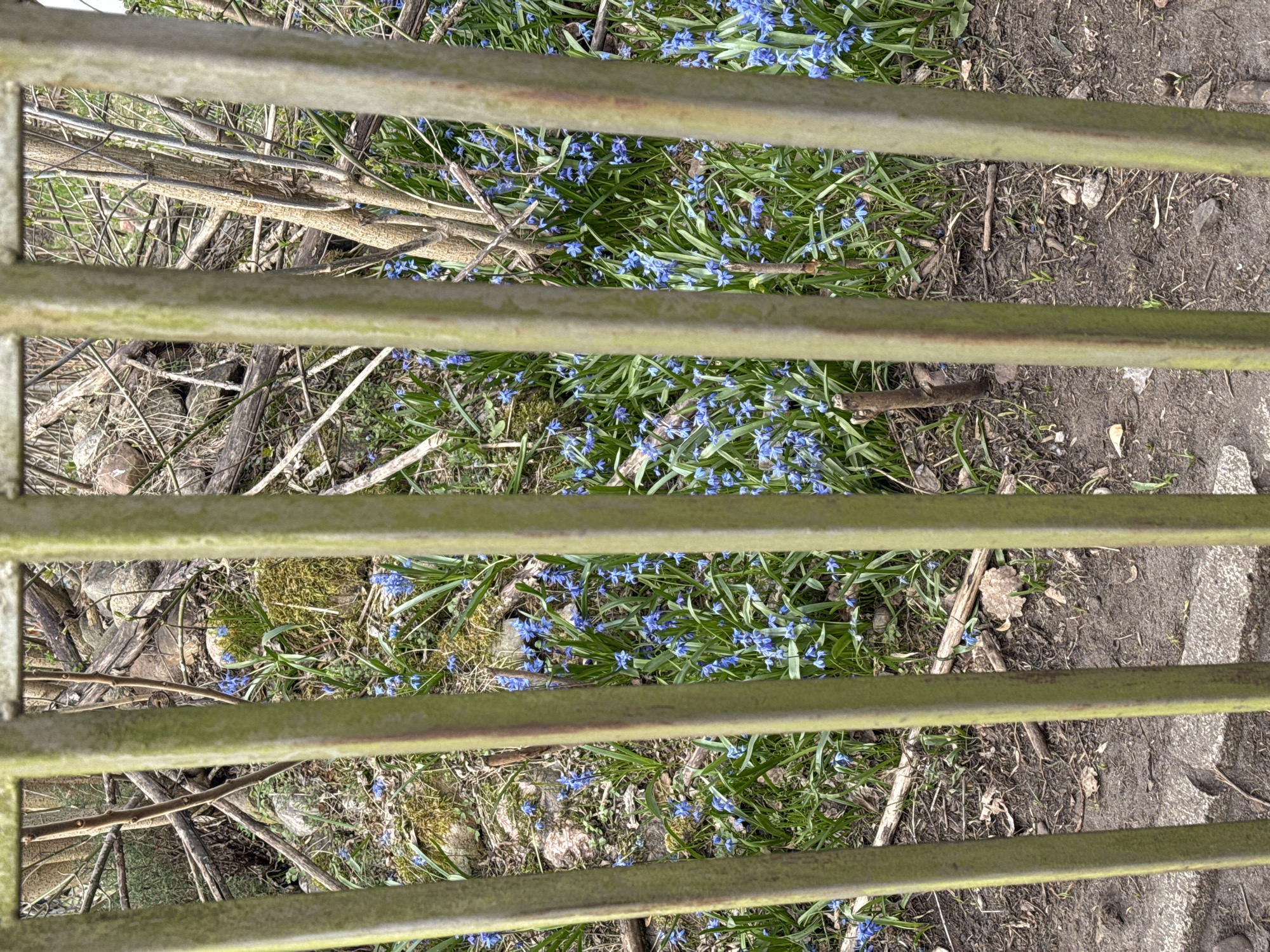 Spring flowers and evergreen trees observed in Łódź