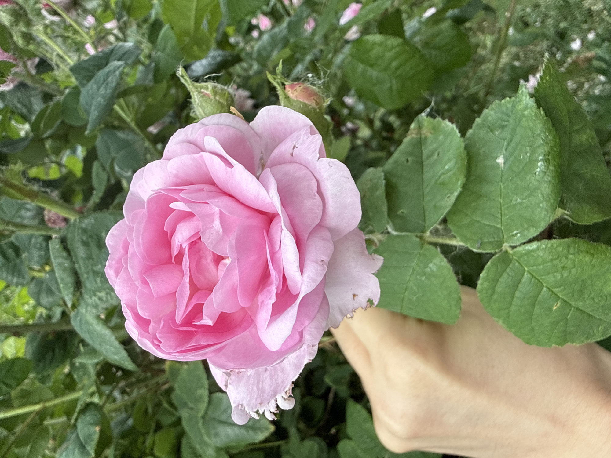 Urban life moments: flowers, playground birds, child at play