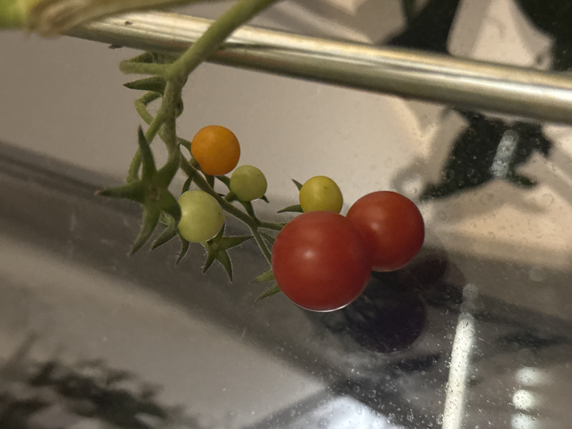 Home garden, décor, and nighttime scenes from one evening