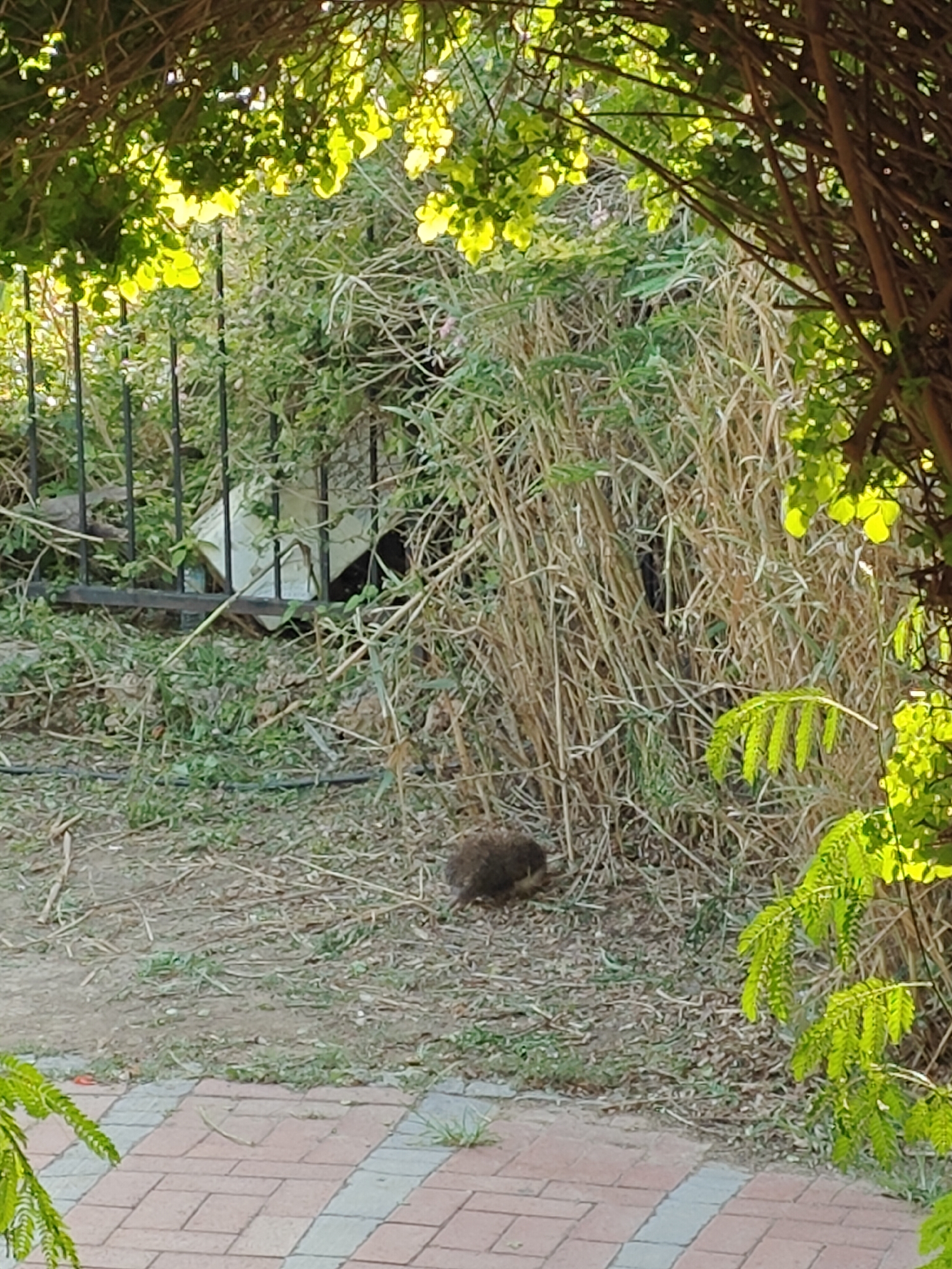 Coastal park in Antalya, hedgehogs, cat, and sea views