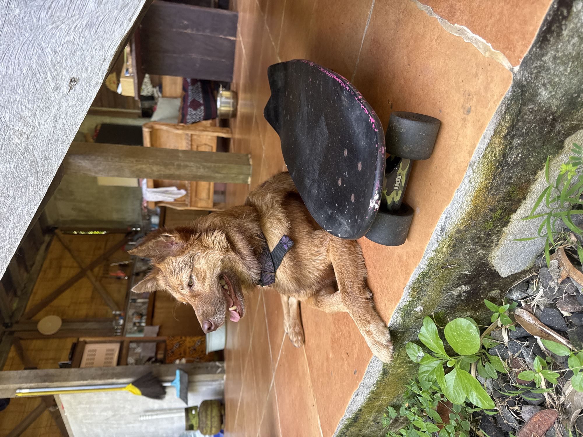 Everyday moments with dogs and daily life documented in Kediri