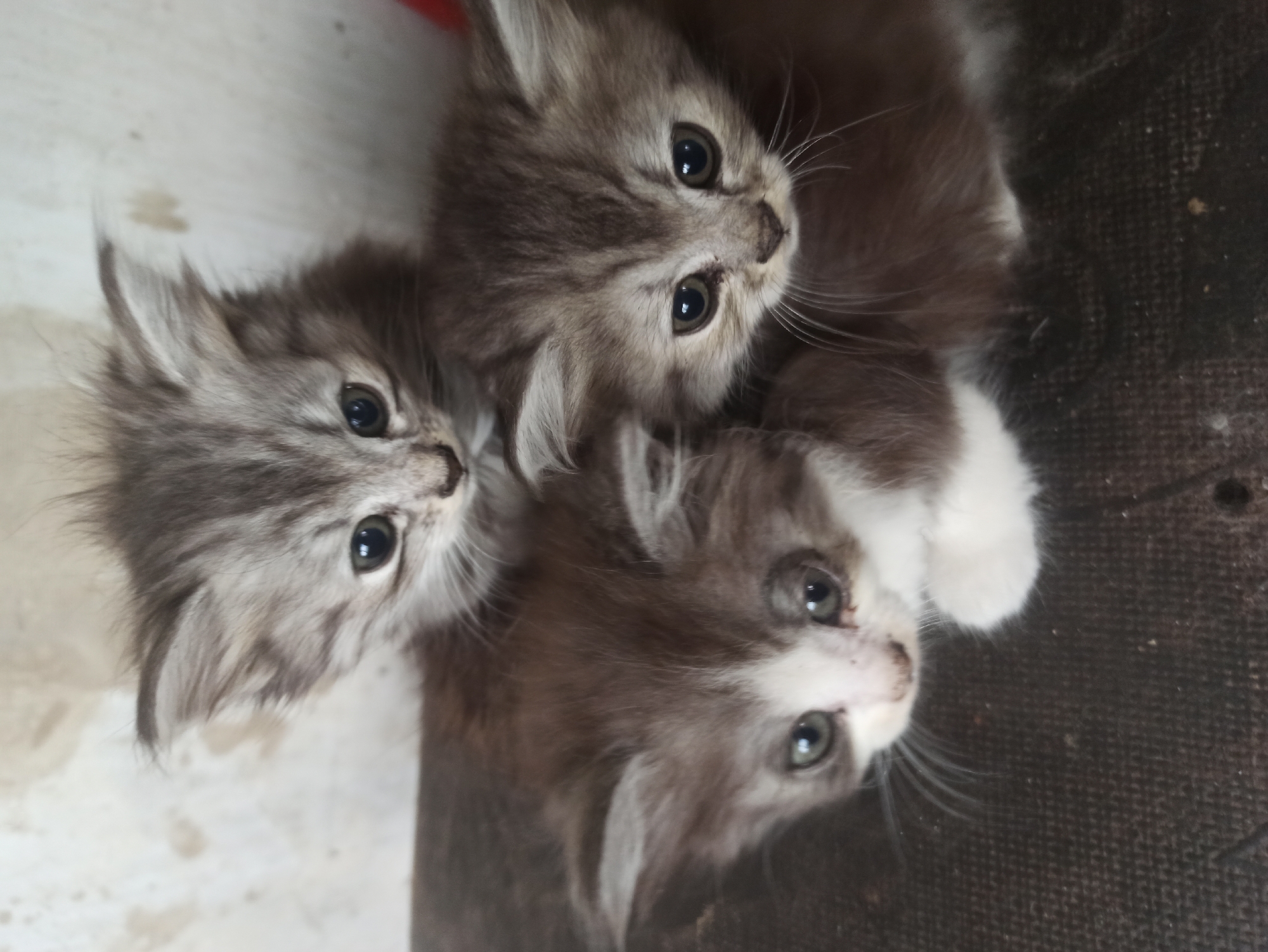 Three kittens huddle together on a dark surface