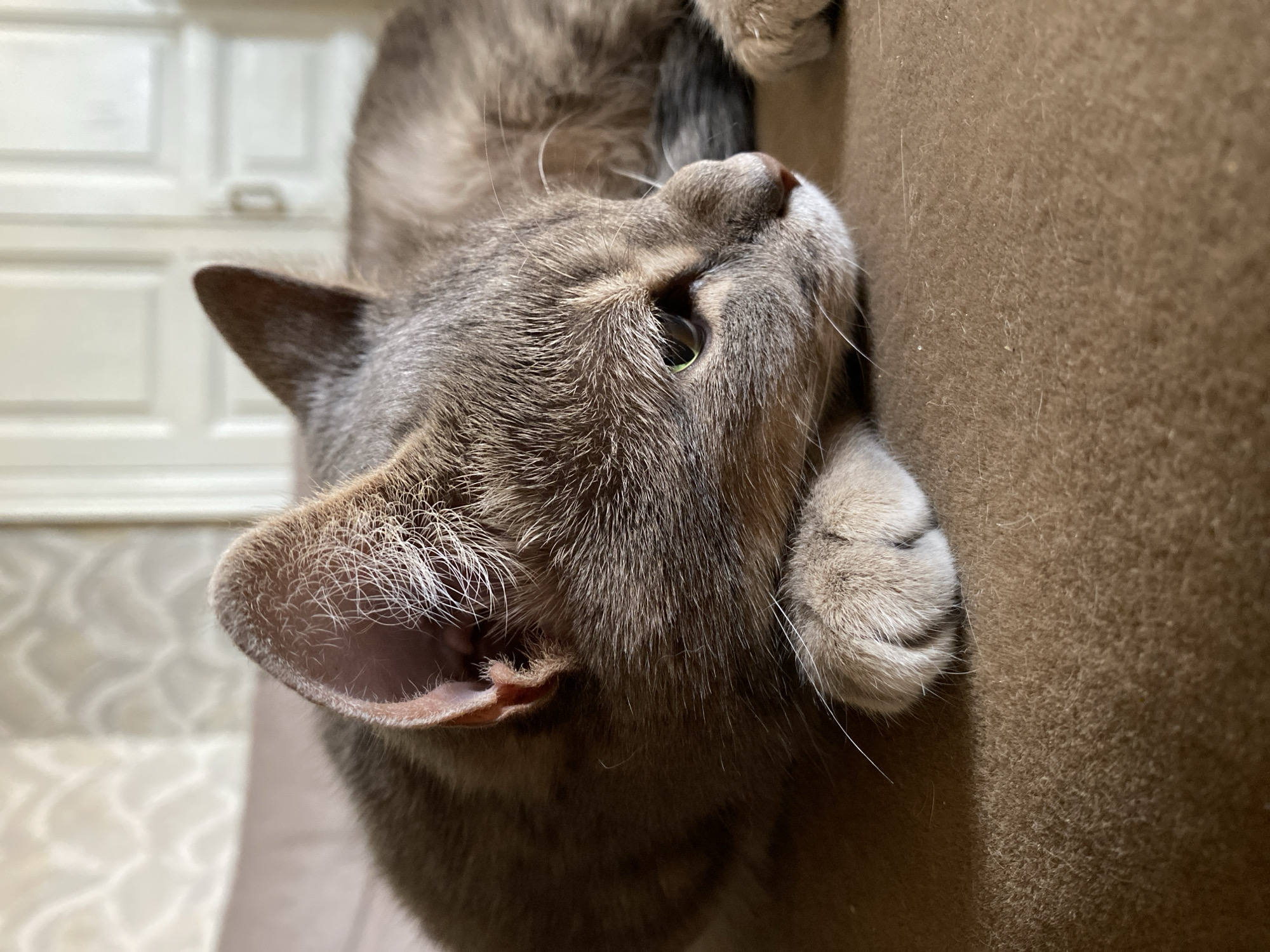 Cats at home: resting, watching, and being very cats