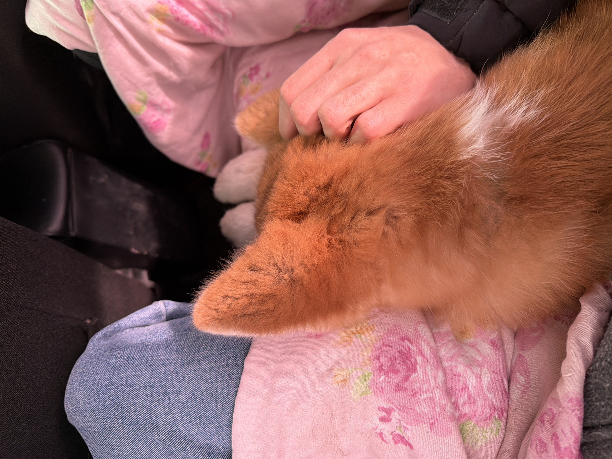 Person holds corgi puppy inside car in Zav'yalovo, Russia