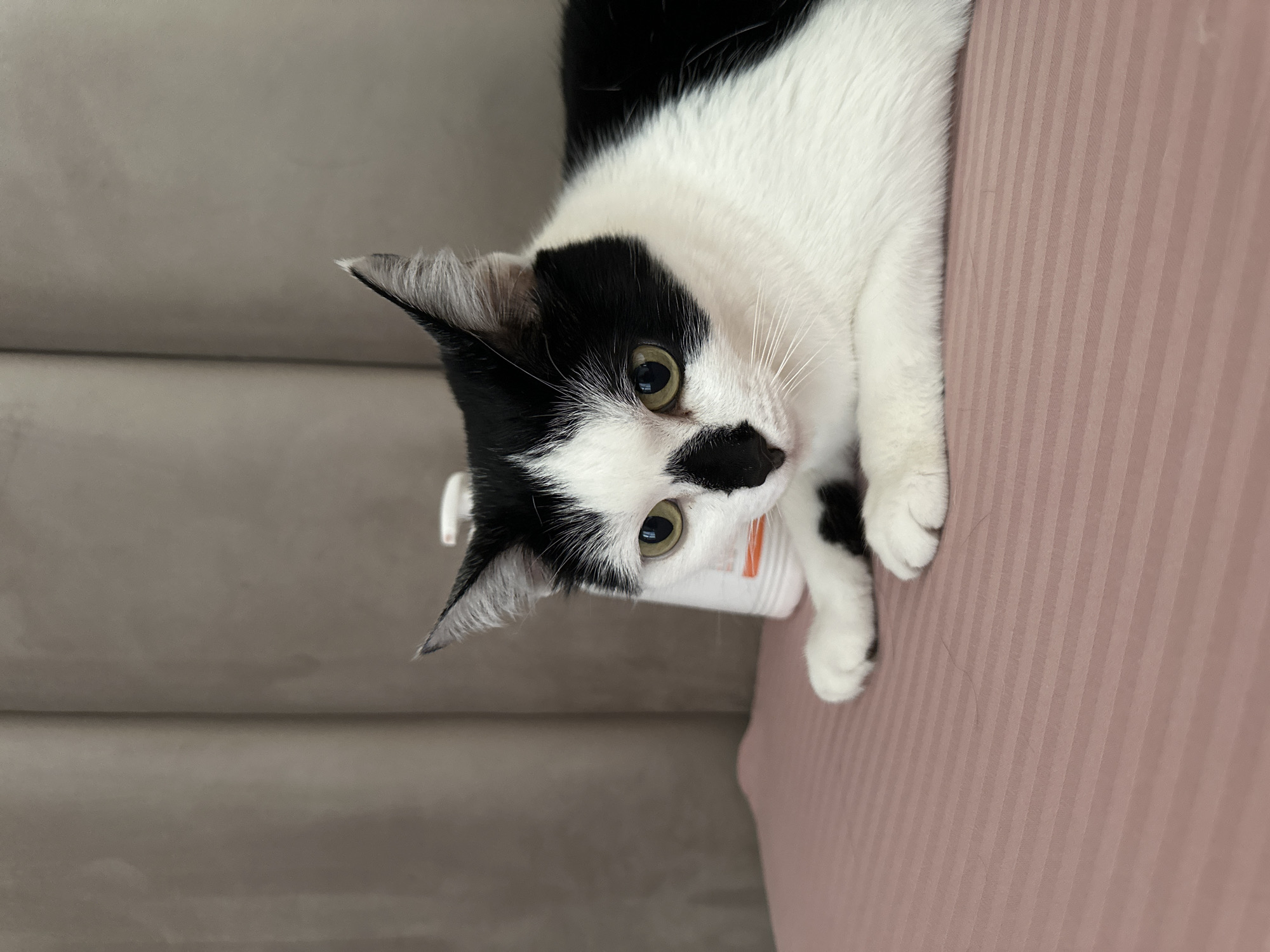 Black and white cat lounging on a pink surface in Kokshetau