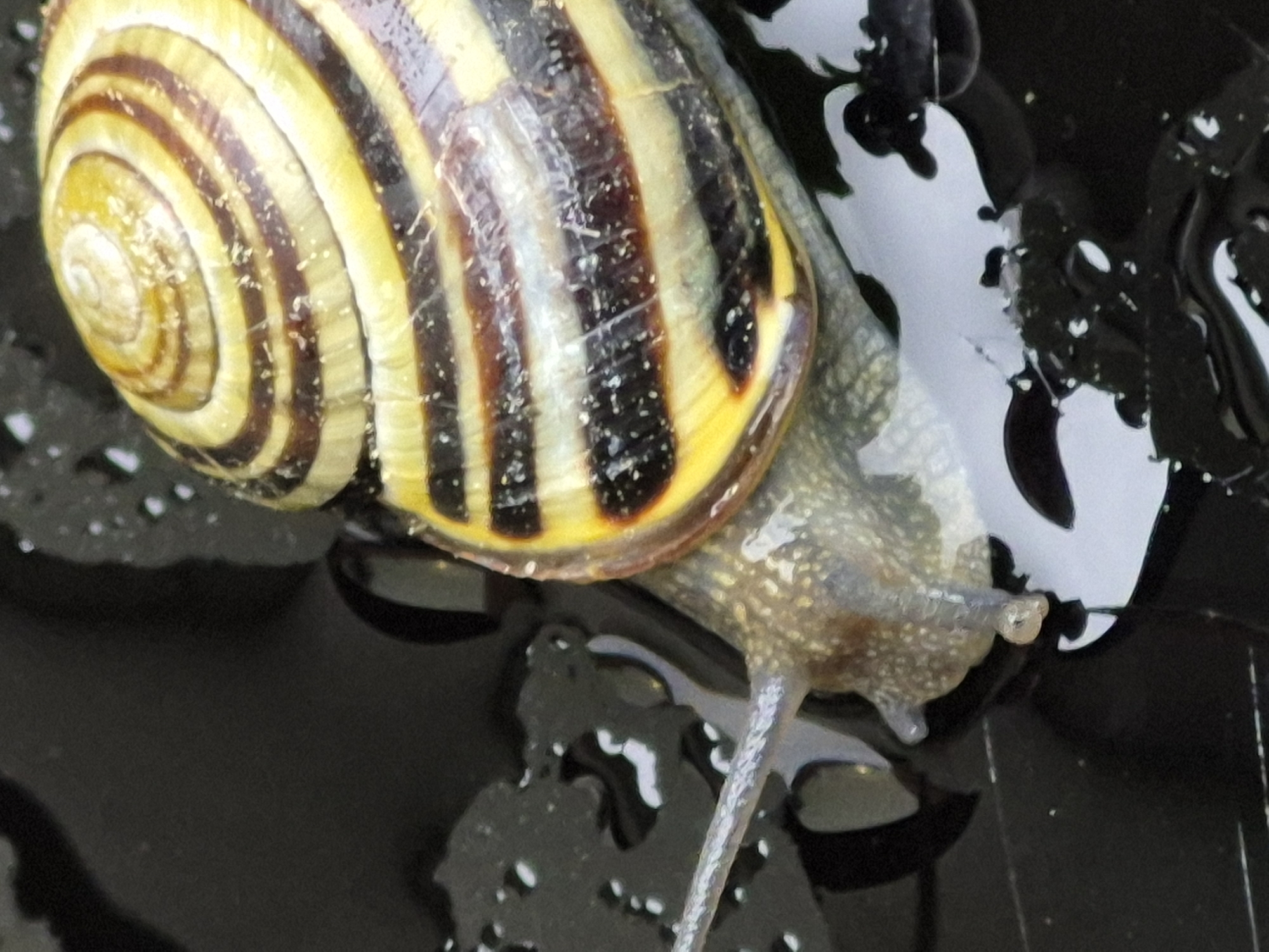 Backyard macro session: snails, cherries, and a chihuahua
