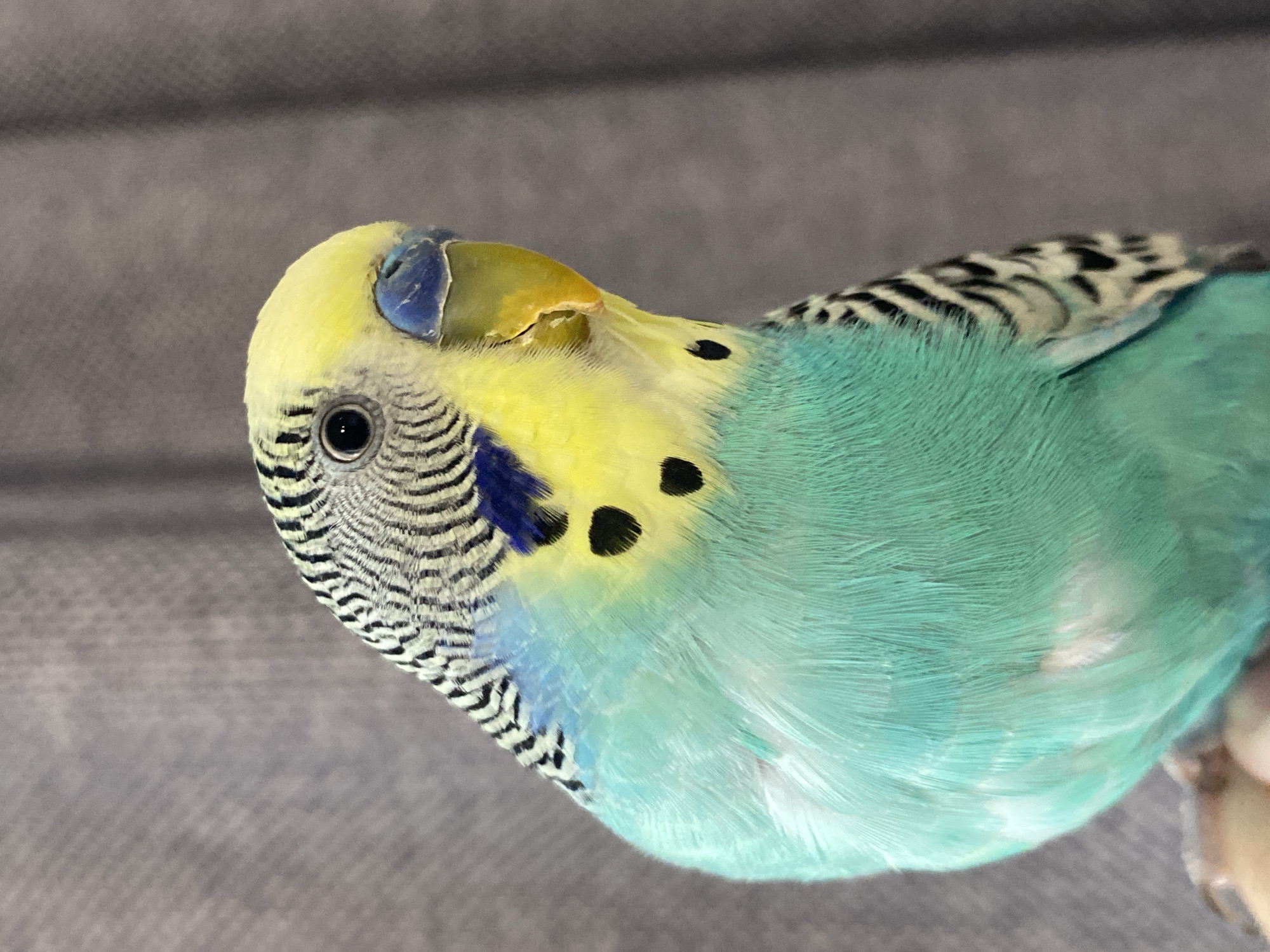 Person filmed interacting with colorful budgerigar parakeet