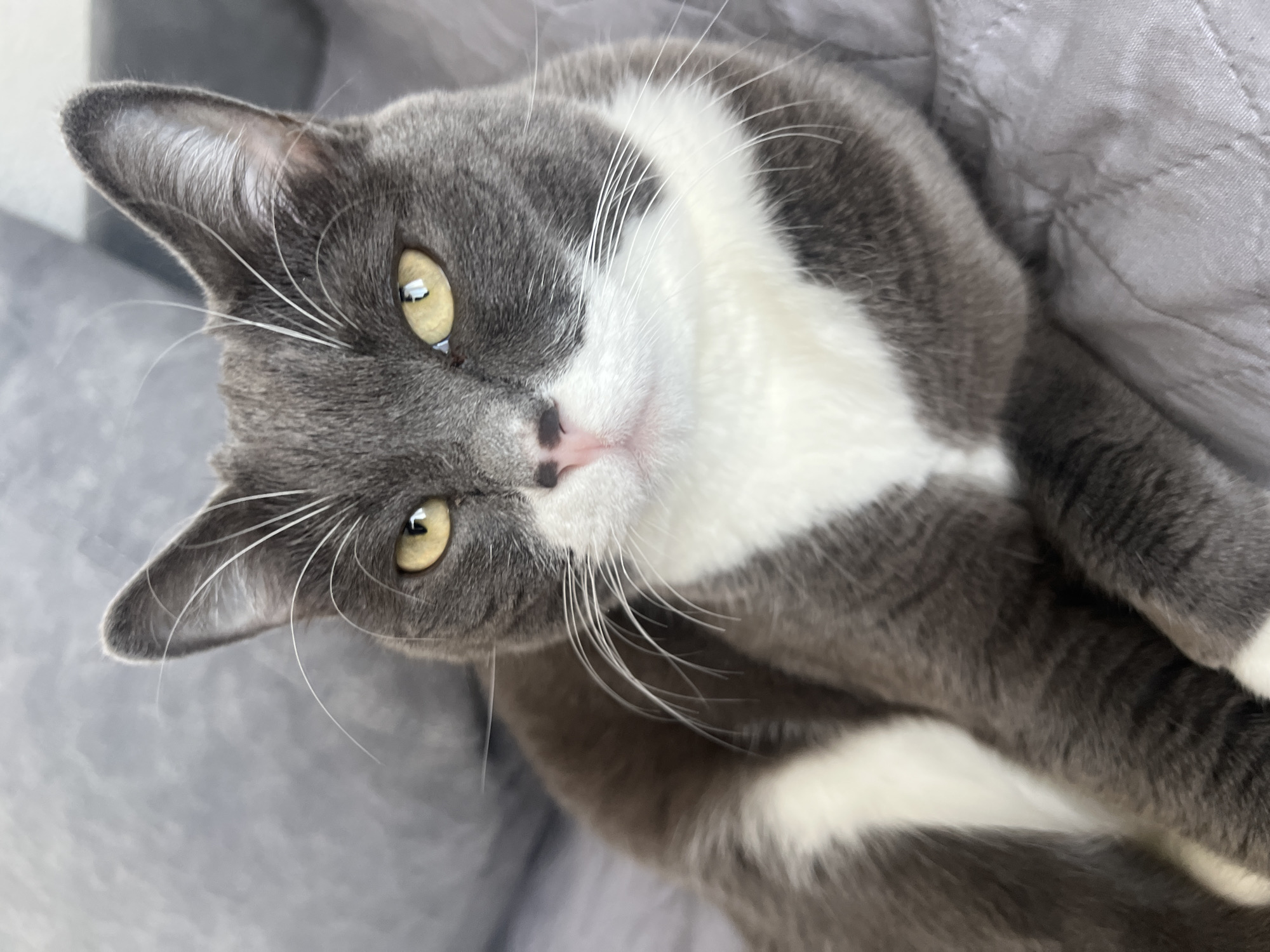 Morning pet photos and selfie captured in Tyumen home