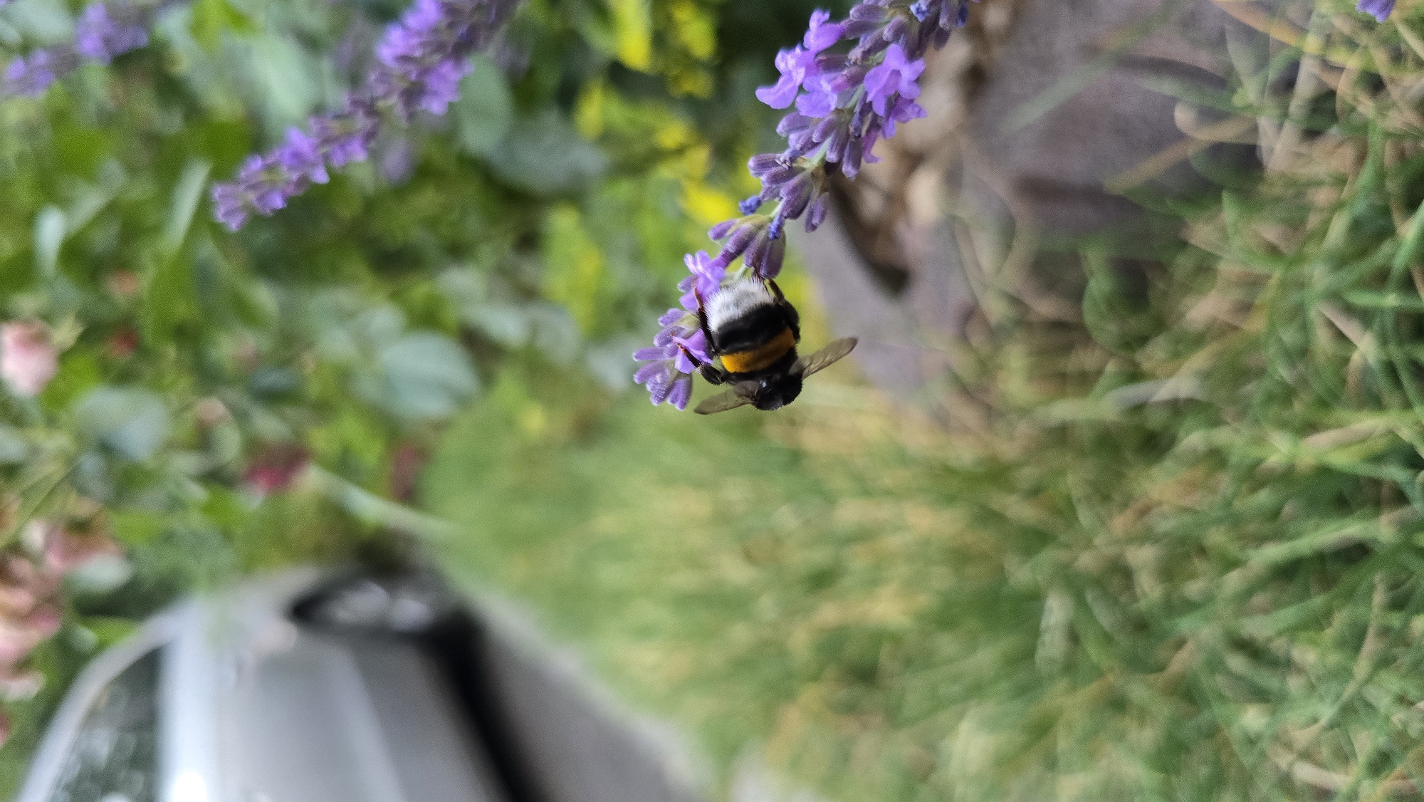 Summer garden in full bloom, bees and all