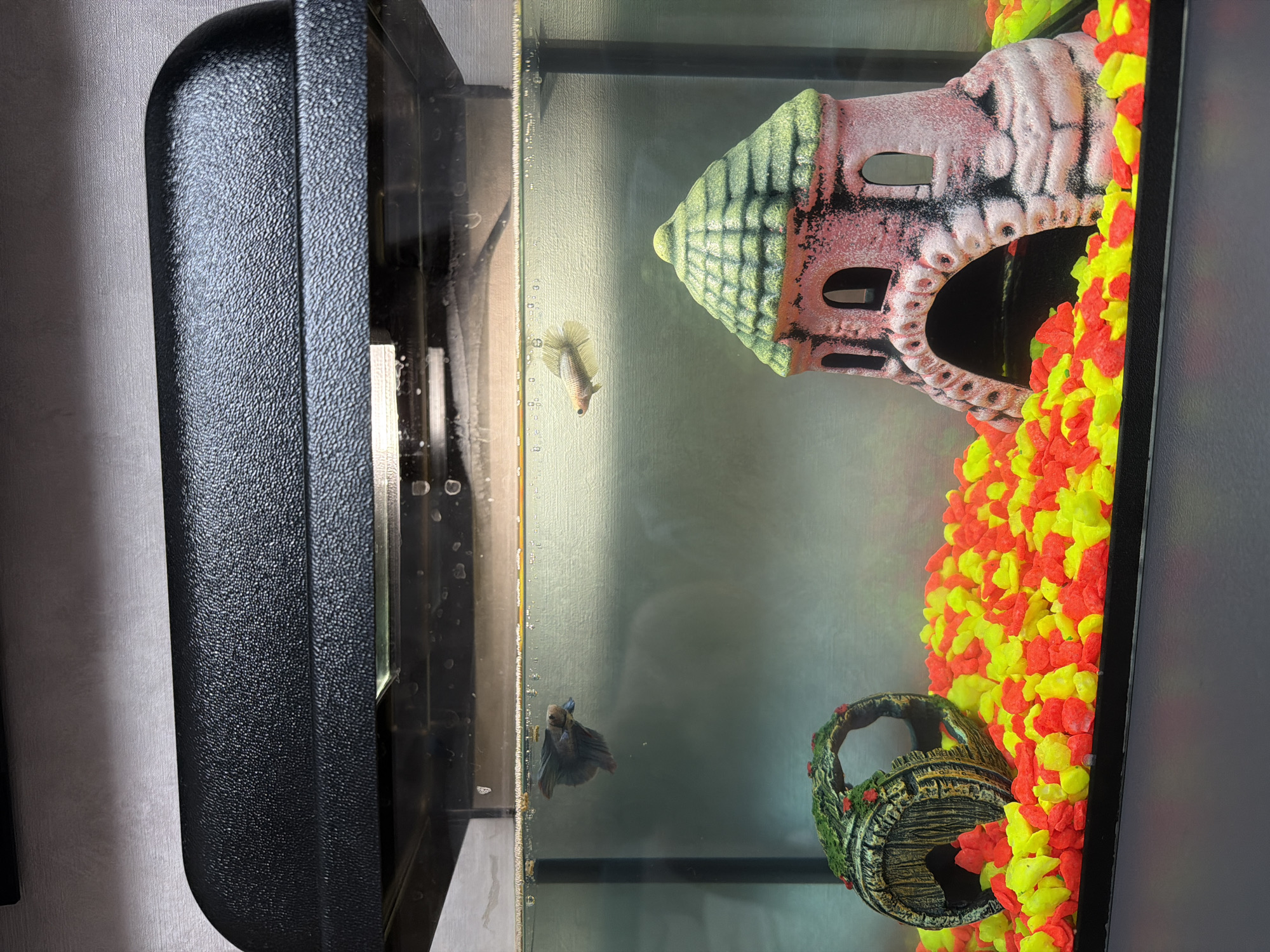 Evening domestic scenes captured in Reshetnikovo: fish tank, sunset