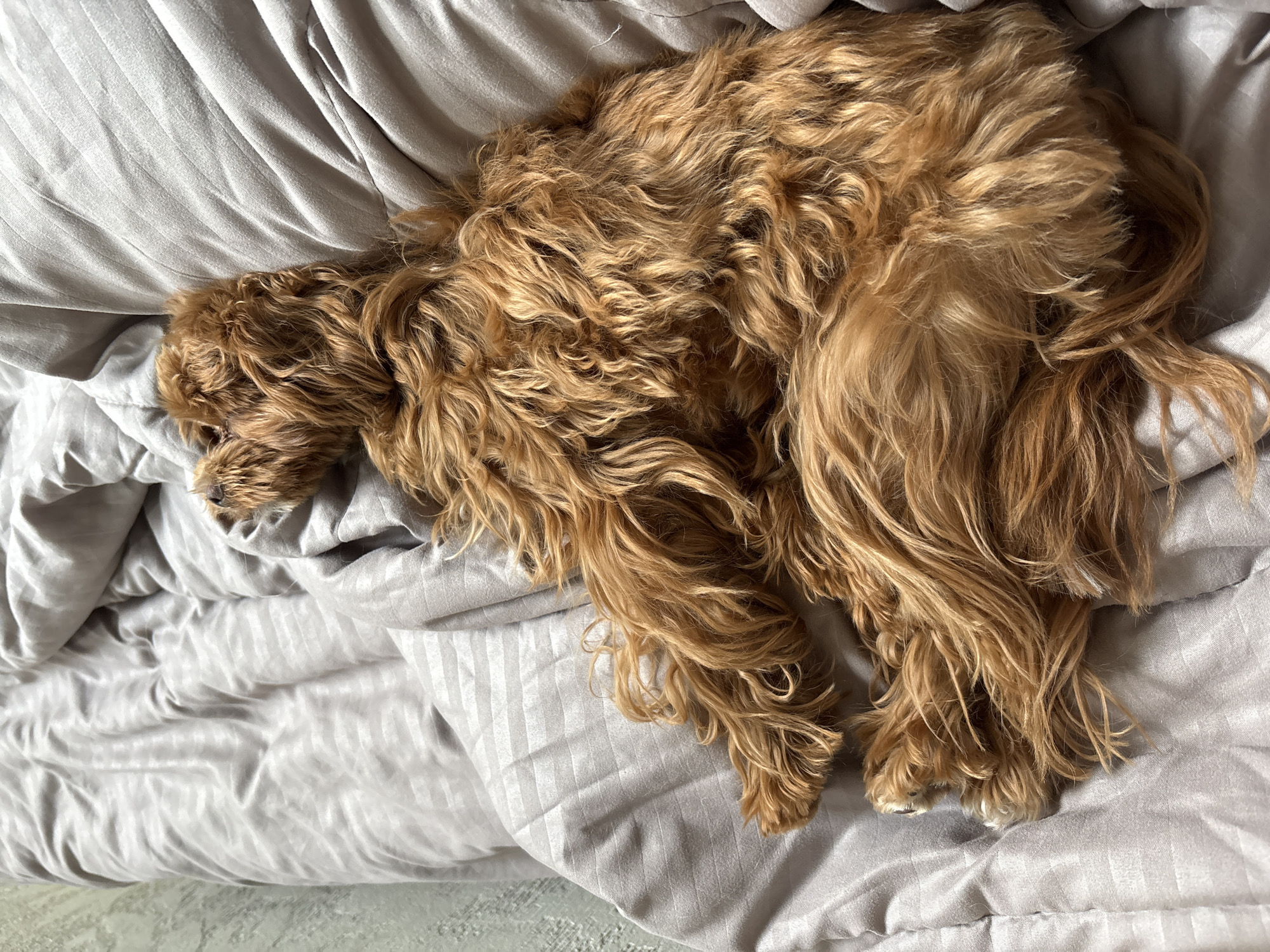 Fluffy dog deep asleep on striped bedding in Khimki