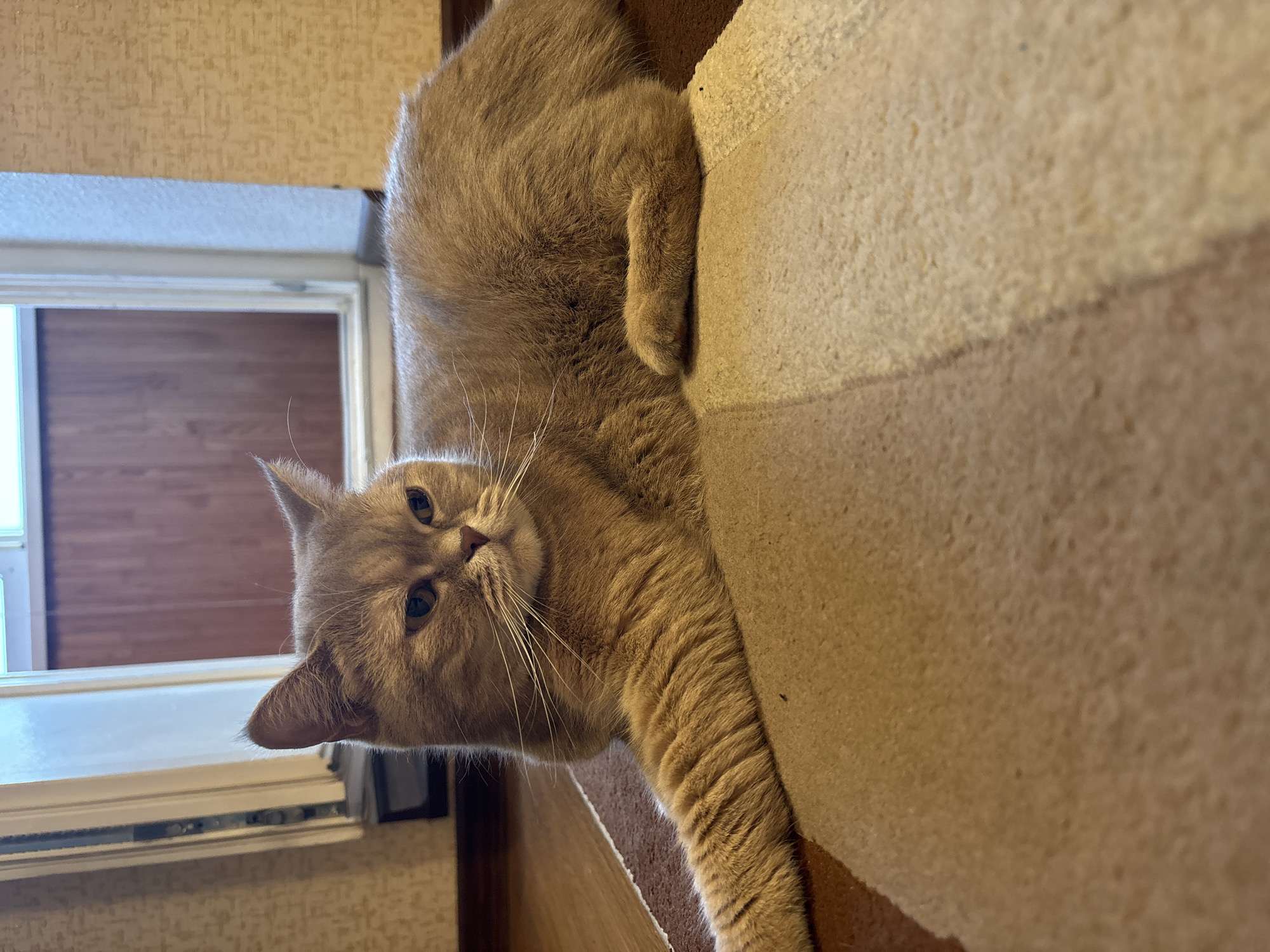 Cats, kids, and cranes: a quiet afternoon in Chaikovsky