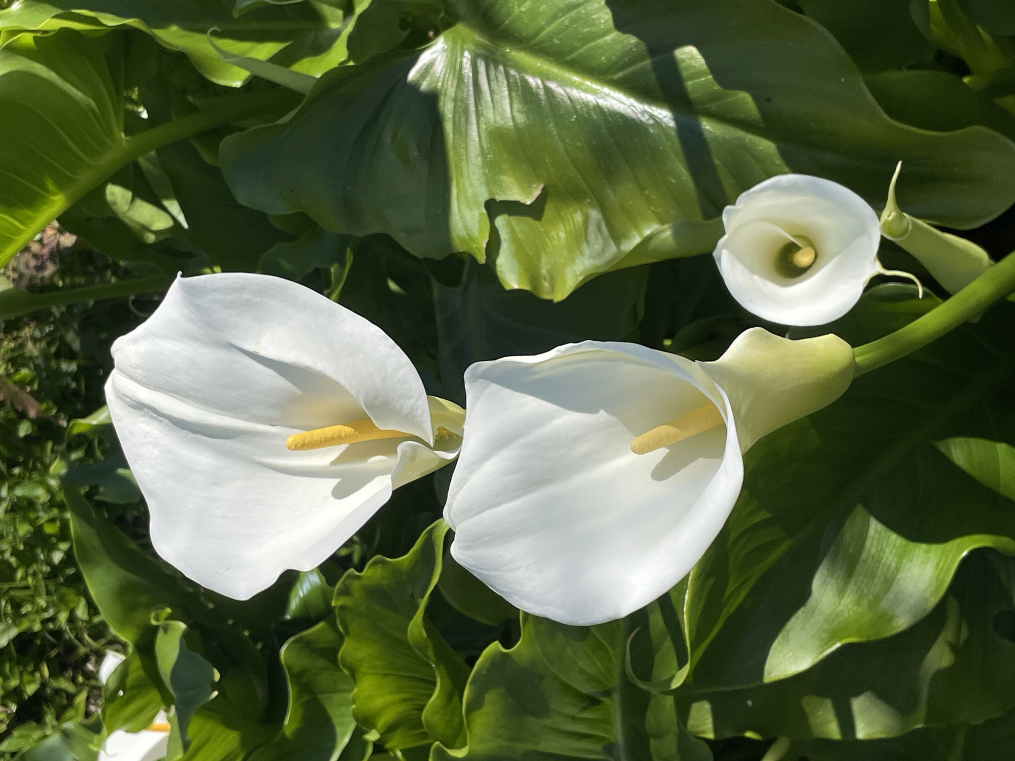 Morning scenes captured in Gagra: architecture and blooming lilies
