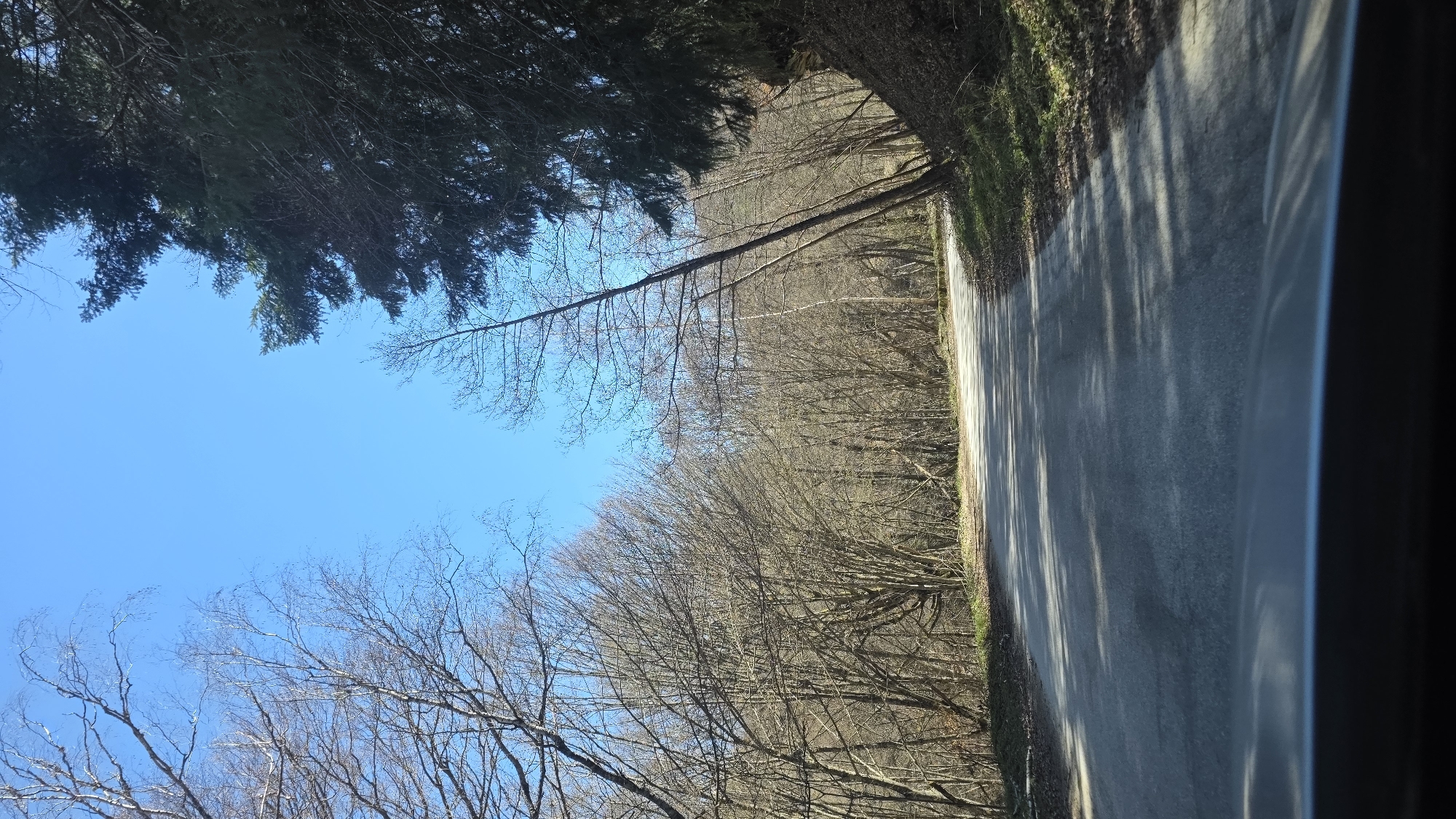 Tree-lined road captured in Blagoevgrad under clear skies