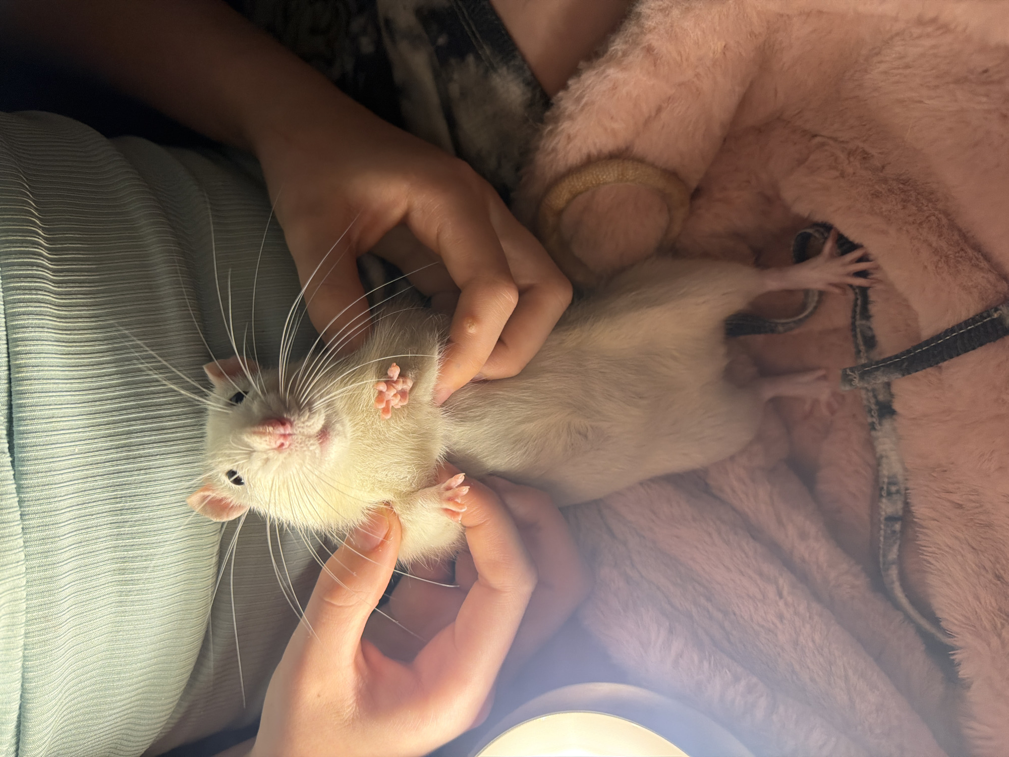 Child with rash and pet rats documented in Markovo