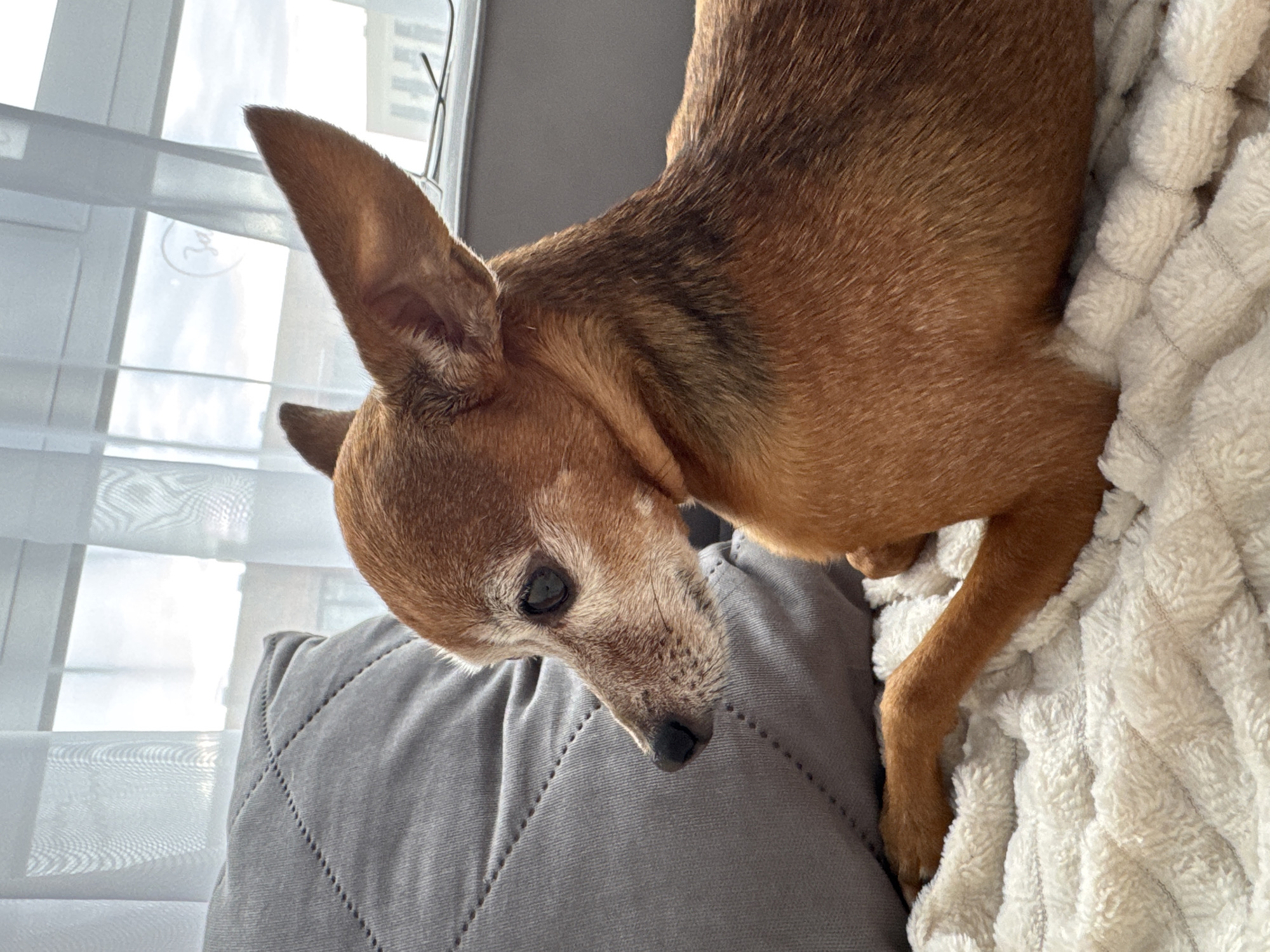Cozy home vibes: sleepy dogs, nail art, and indoor decor