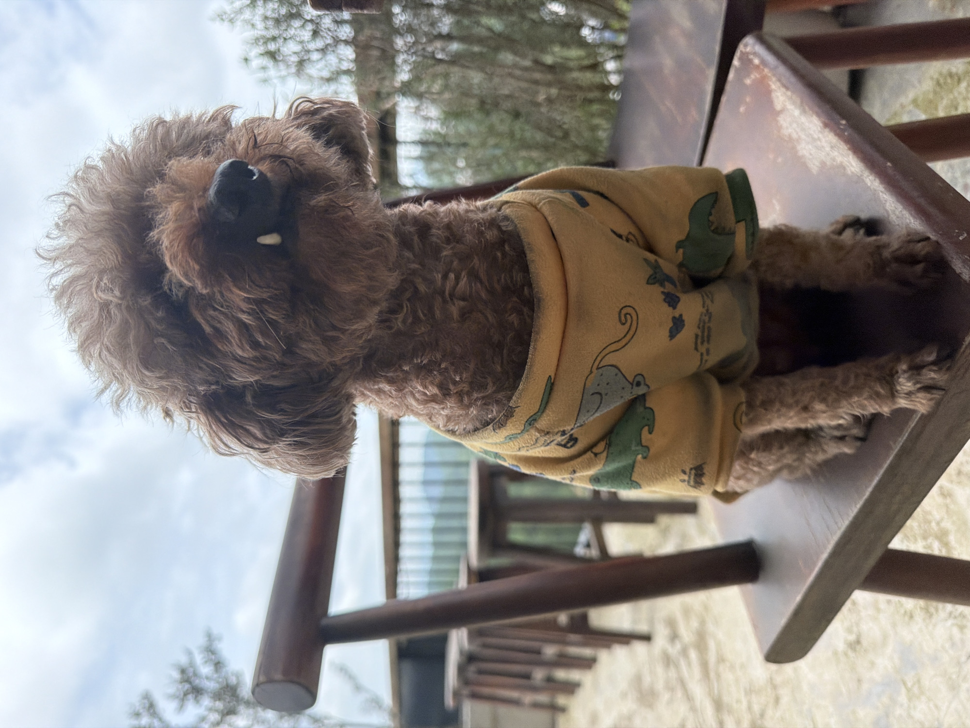Coffee, a dressed-up poodle, and Da Lat's misty hills
