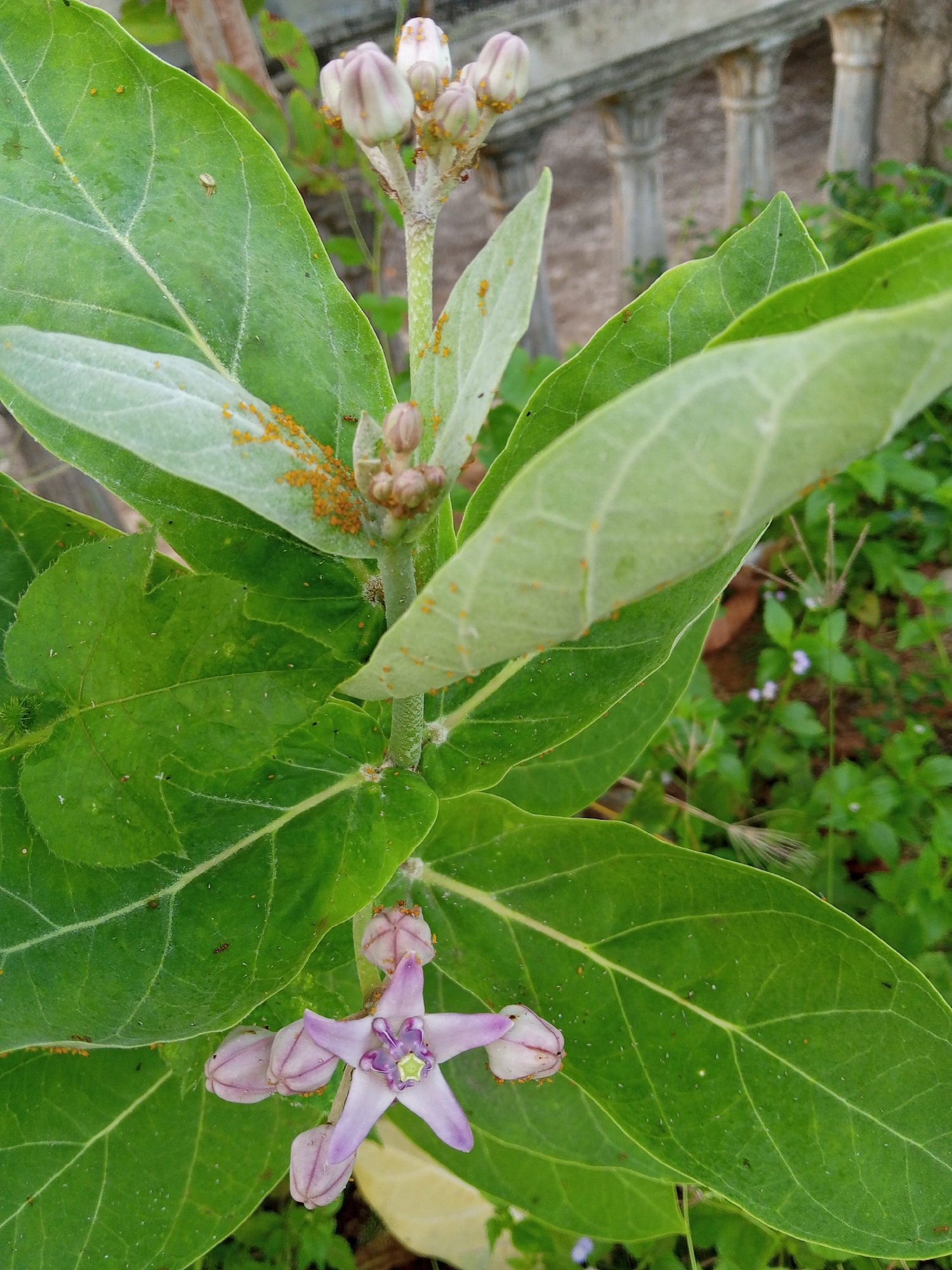 Midnight botanical documentation captures diverse flora in Lhokseumawe, Indonesia