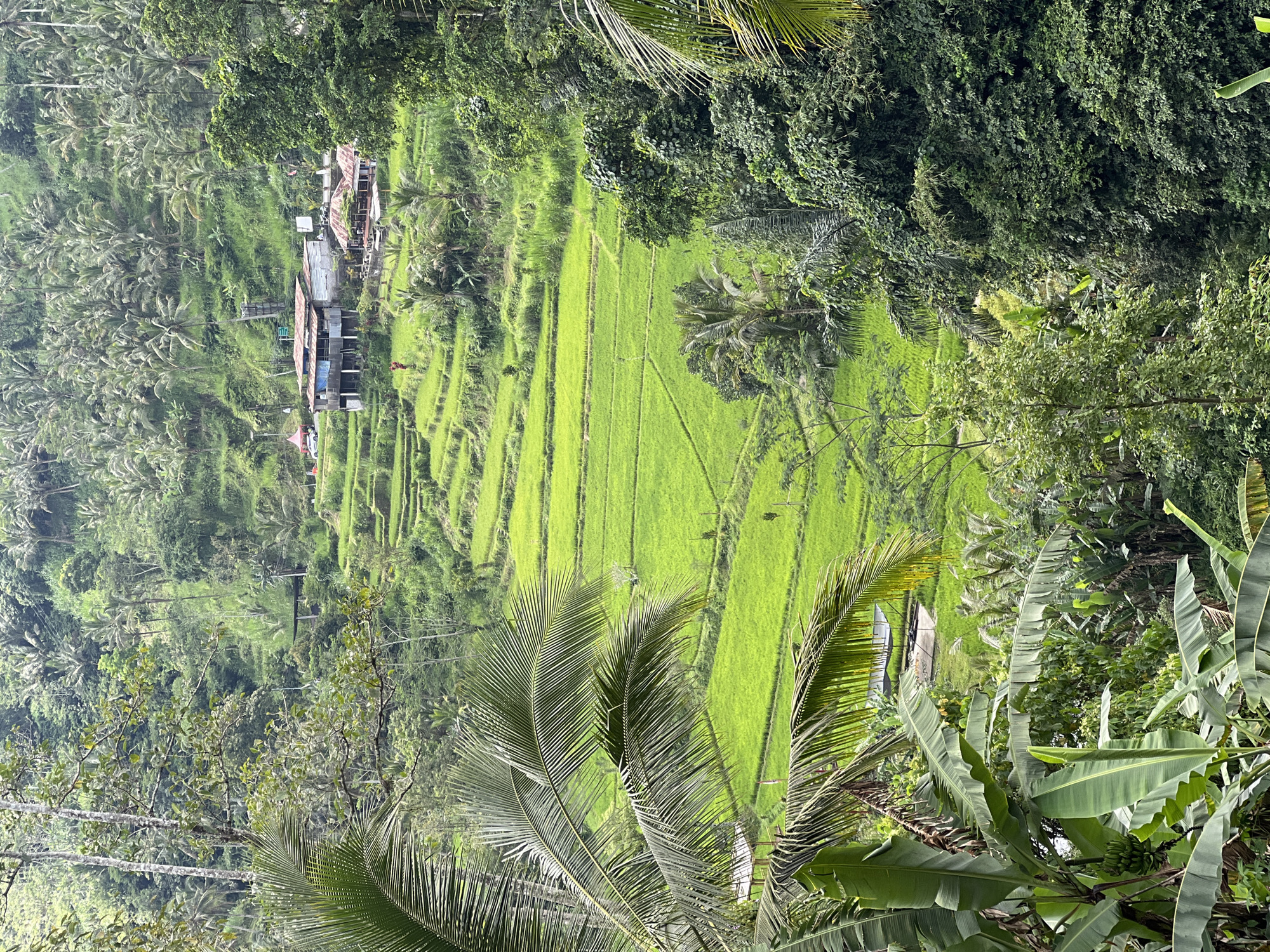 Motorcycle down in rice paddy area, Rendang Indonesia