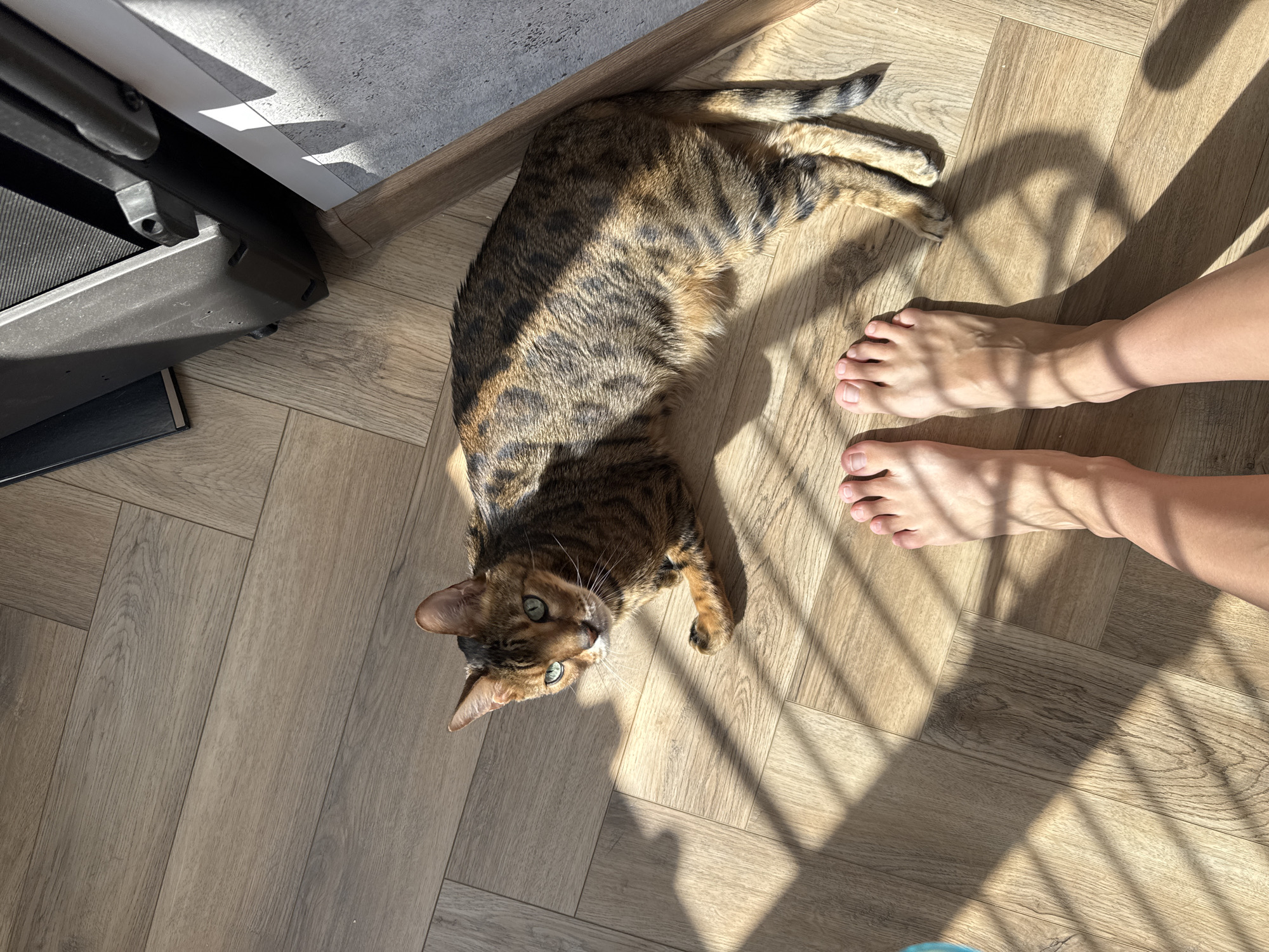 Bengal cat enjoys leisurely morning on wooden floor indoors