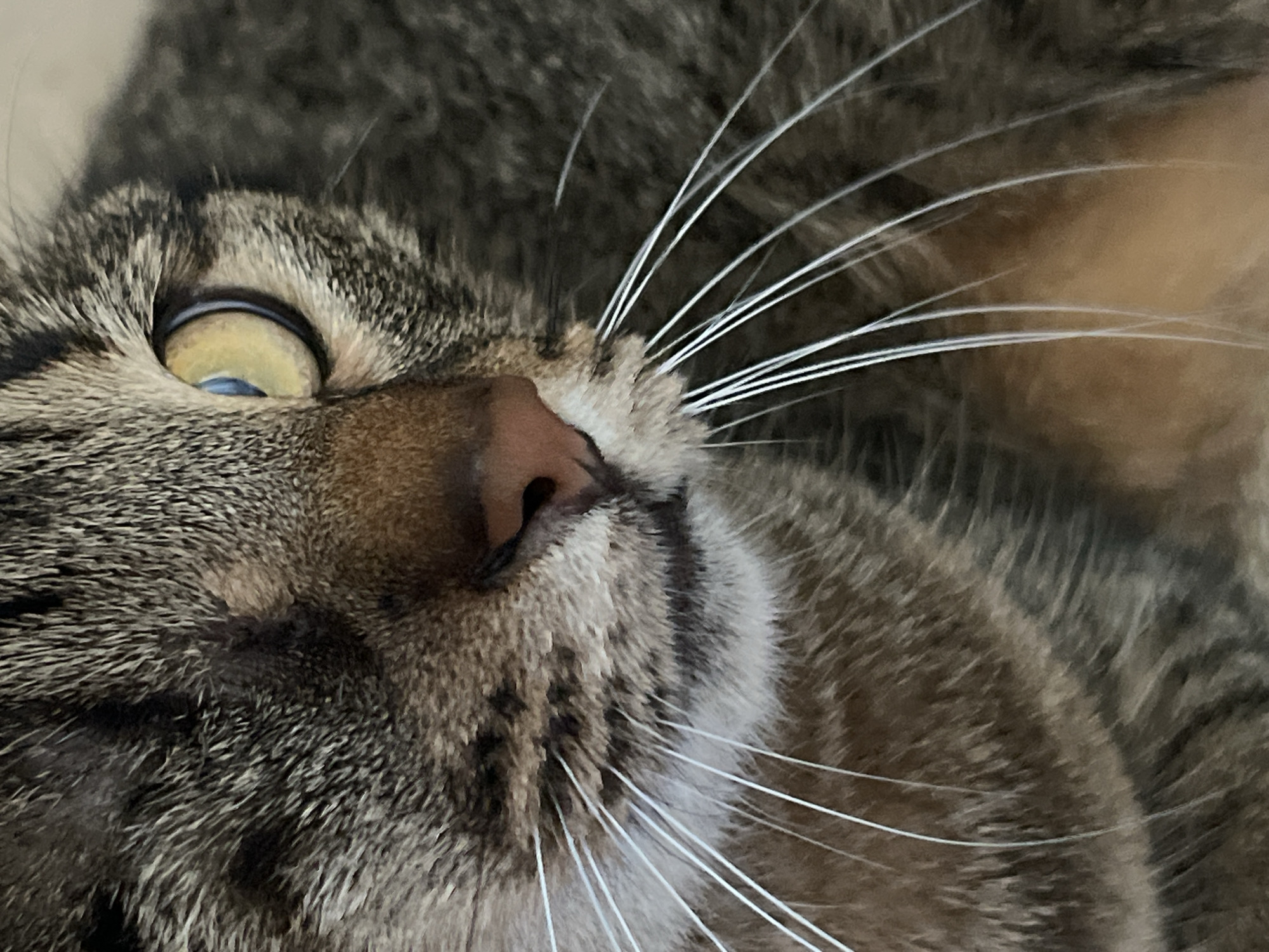 Tabby cat's morning routine documented in domestic setting