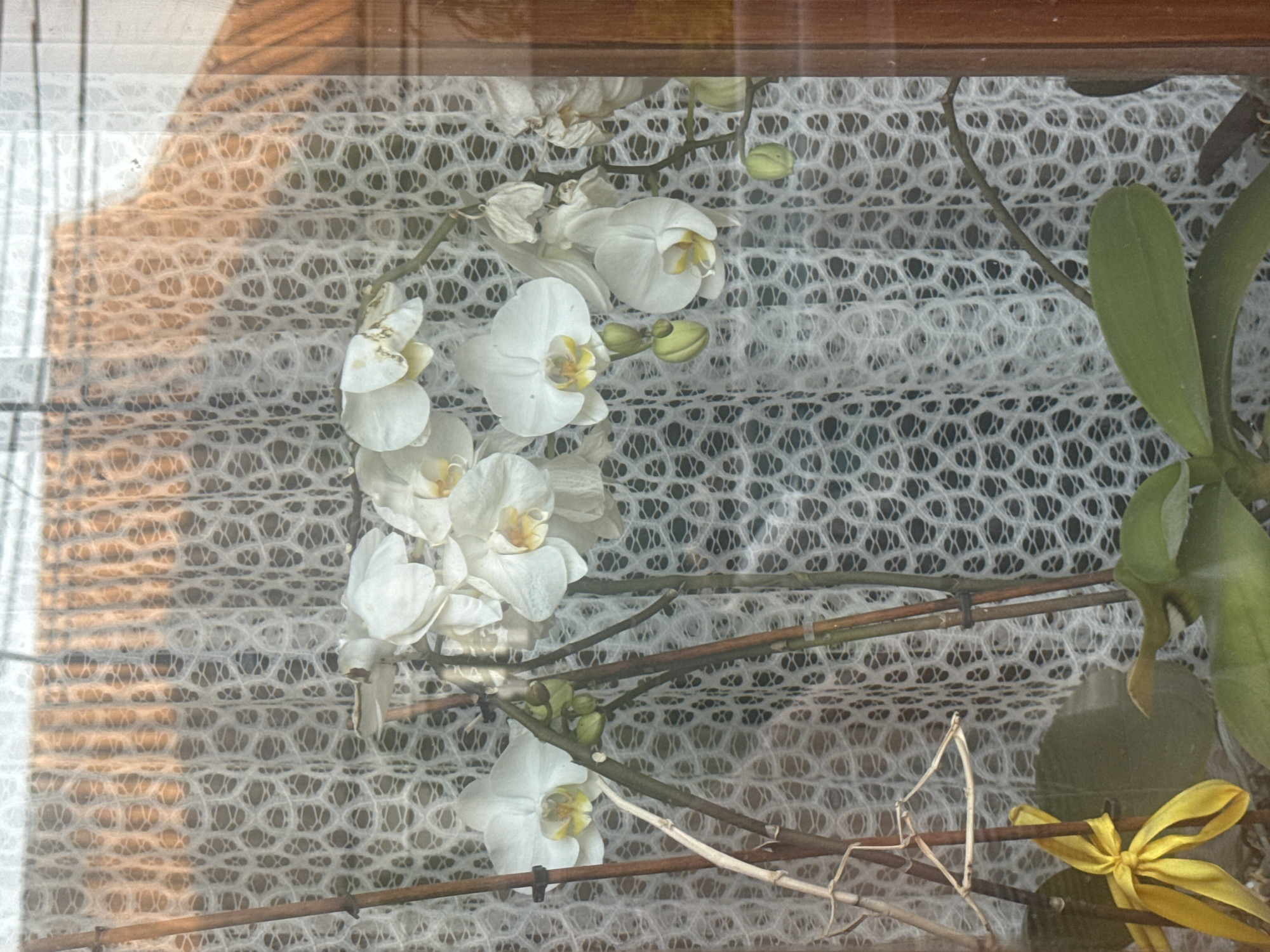 Cats, flowers, and a backyard pool on a quiet afternoon