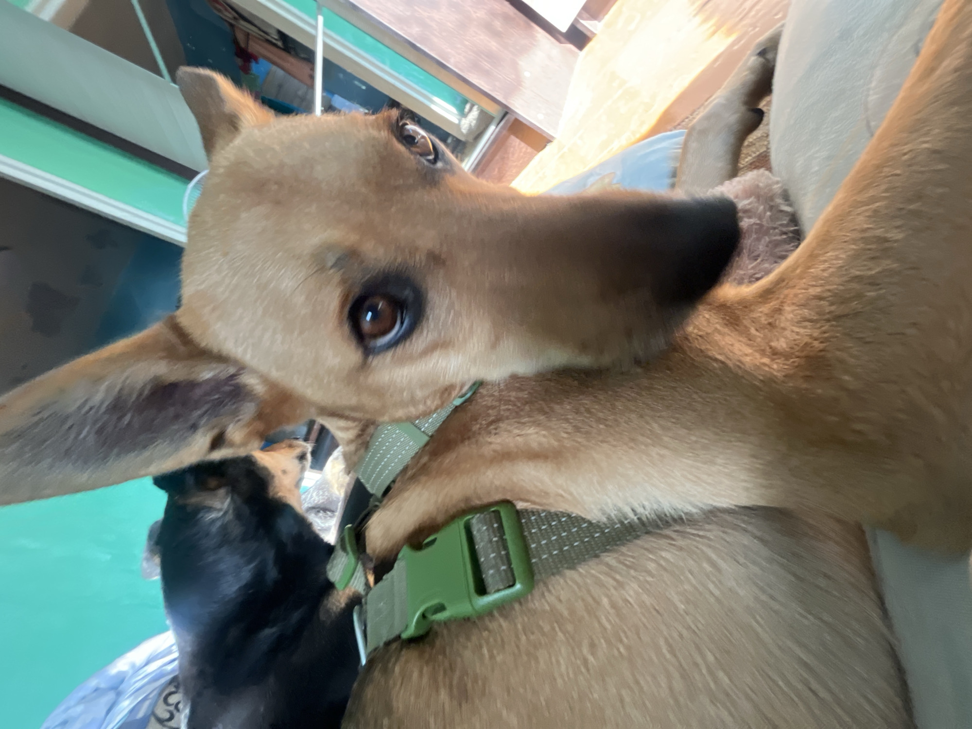 Dogs lounging indoors and chewing bones outside in Nizhny Tagil