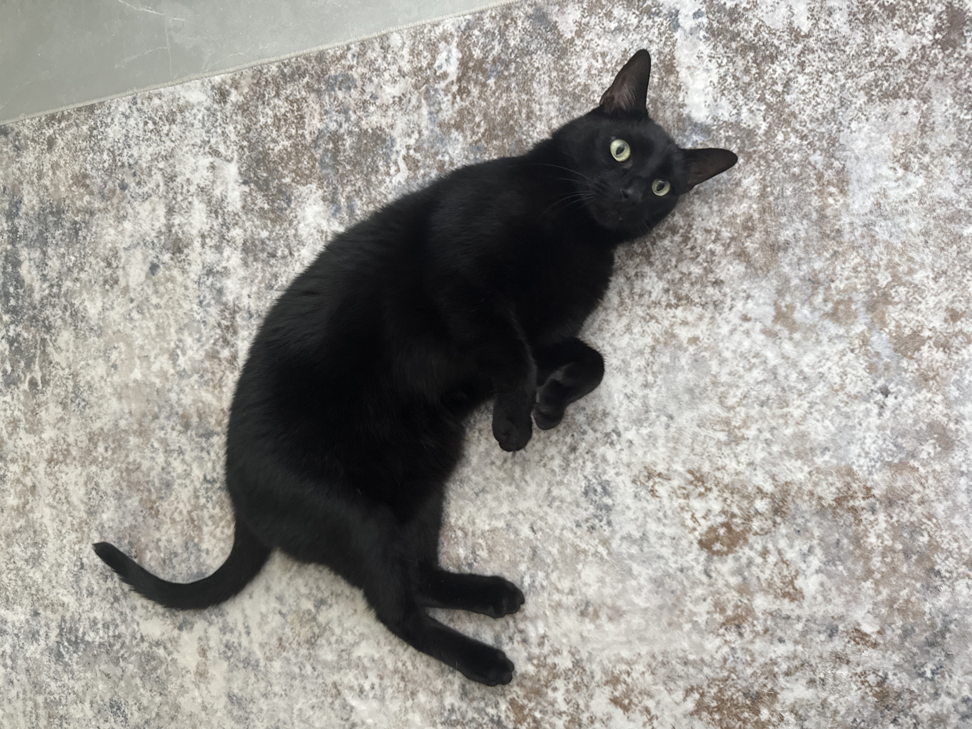 Cat and small object observed in Davie home