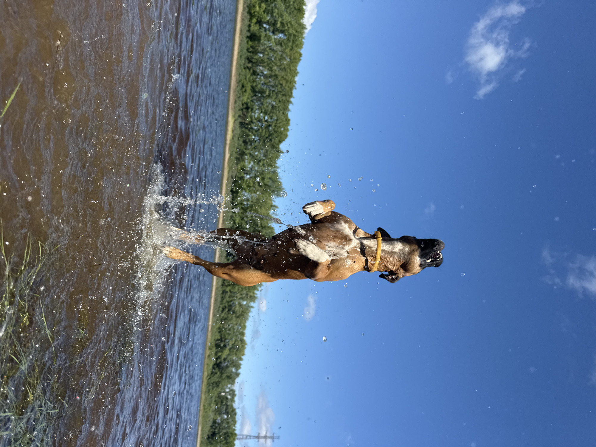 Dog leaps from Kama River near Votkinsk Dam
