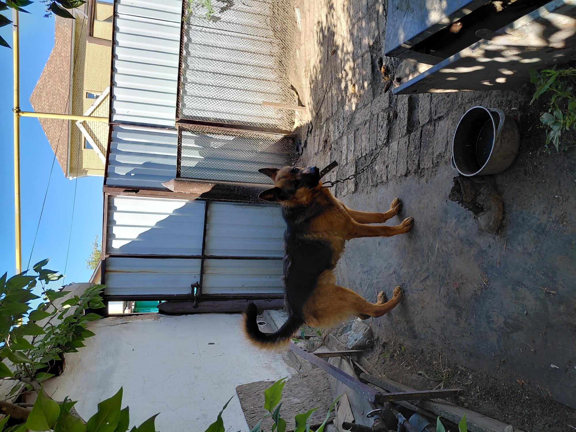Quiet summer morning in Qarağandı: animals, wildflowers, and street scenes