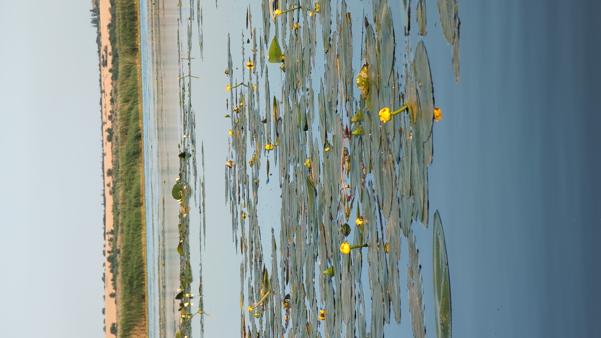 Quiet morning on a lily pad-covered lake in Sebyne, Ukraine