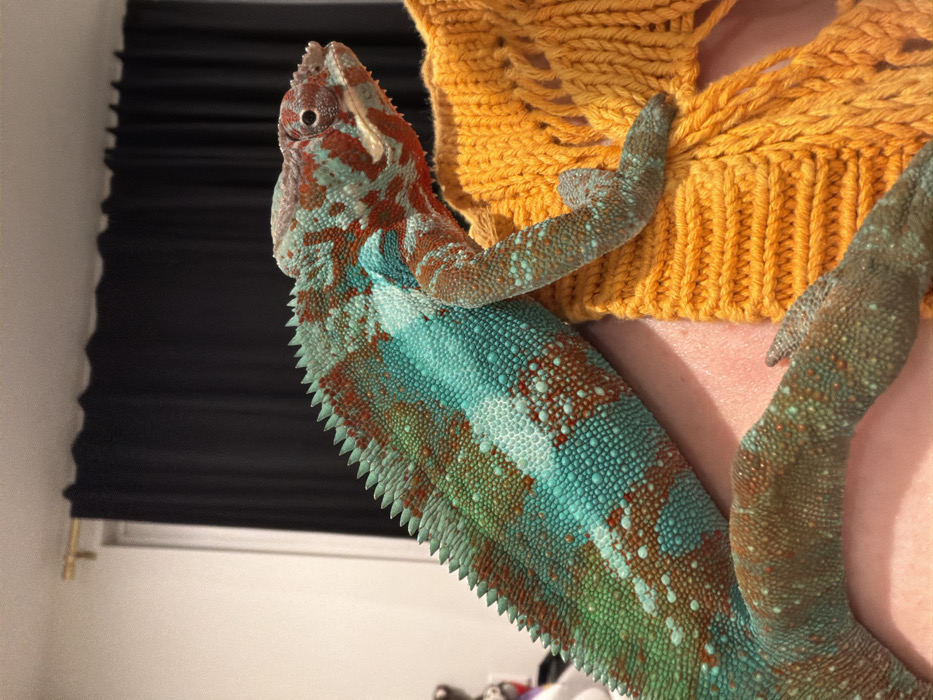 Los Angeles resident bonds with colorful chameleon in early morning encounter